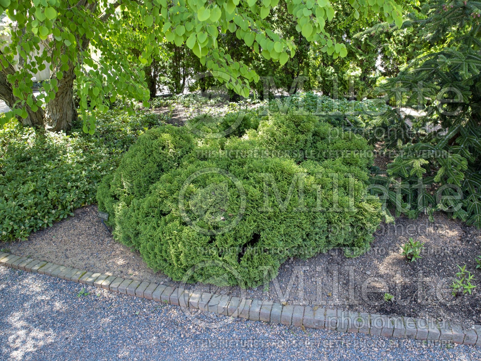 Thuja aka Thuya Milleri (Eastern Arborvitae conifer) 1