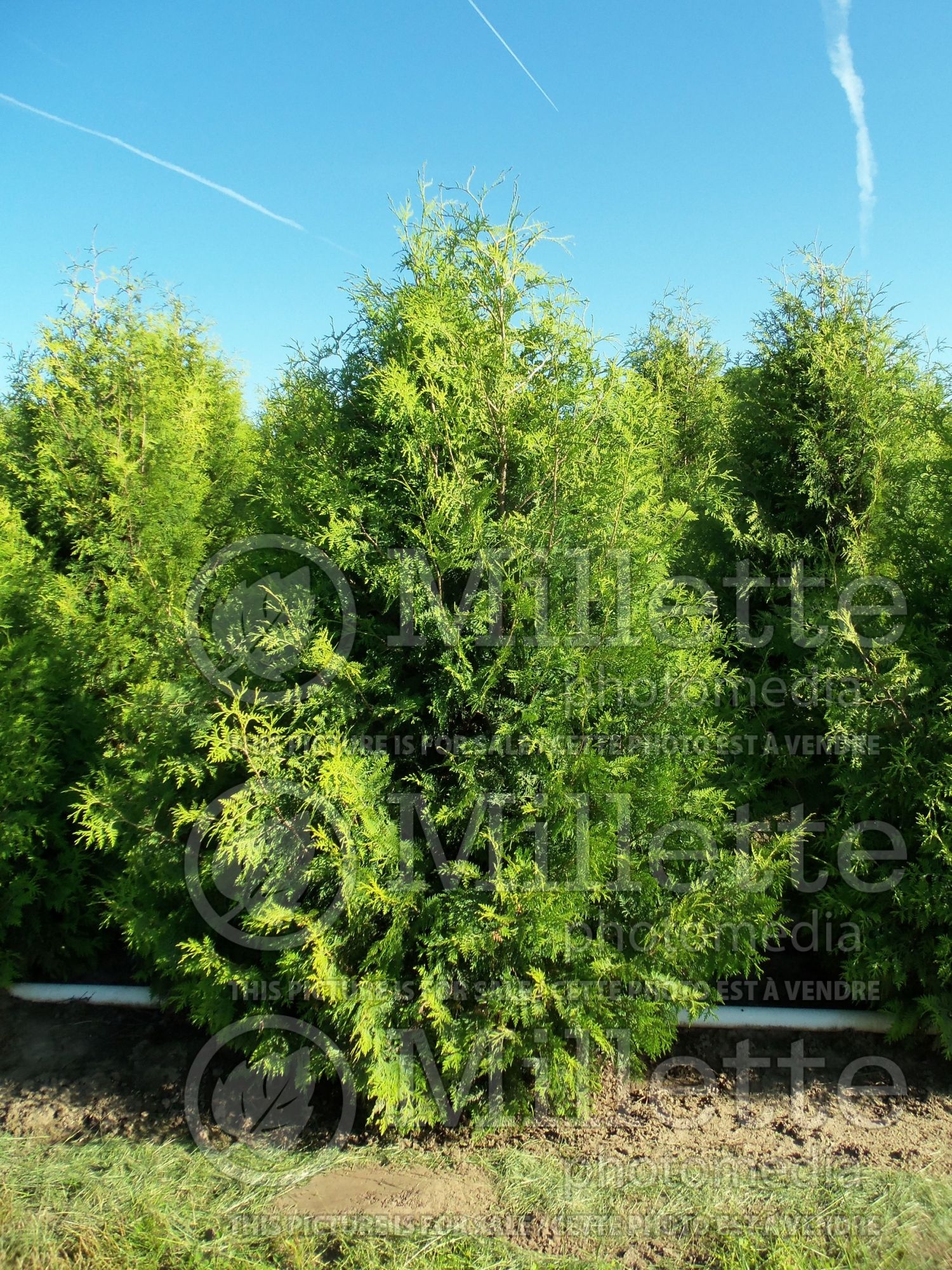Thuja or Thuya Nigra (Eastern Arborvitae conifer) 5