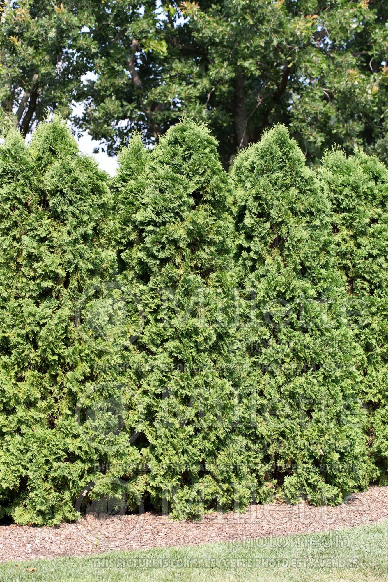 Thuja aka Thuya Patriot aka Klmeighteen (Eastern Arborvitae conifer) 1