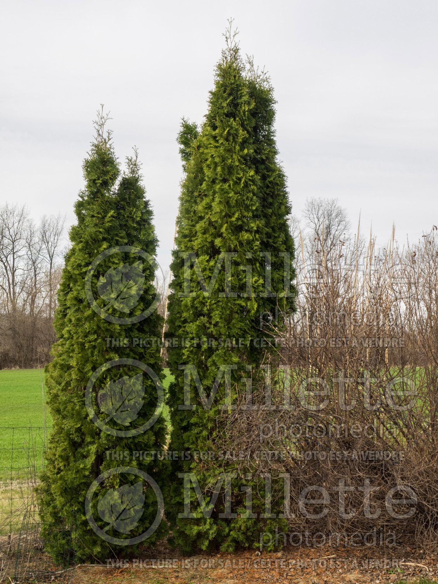 Thuja aka Thuya Pyramidalis (Eastern Arborvitae conifer) 2