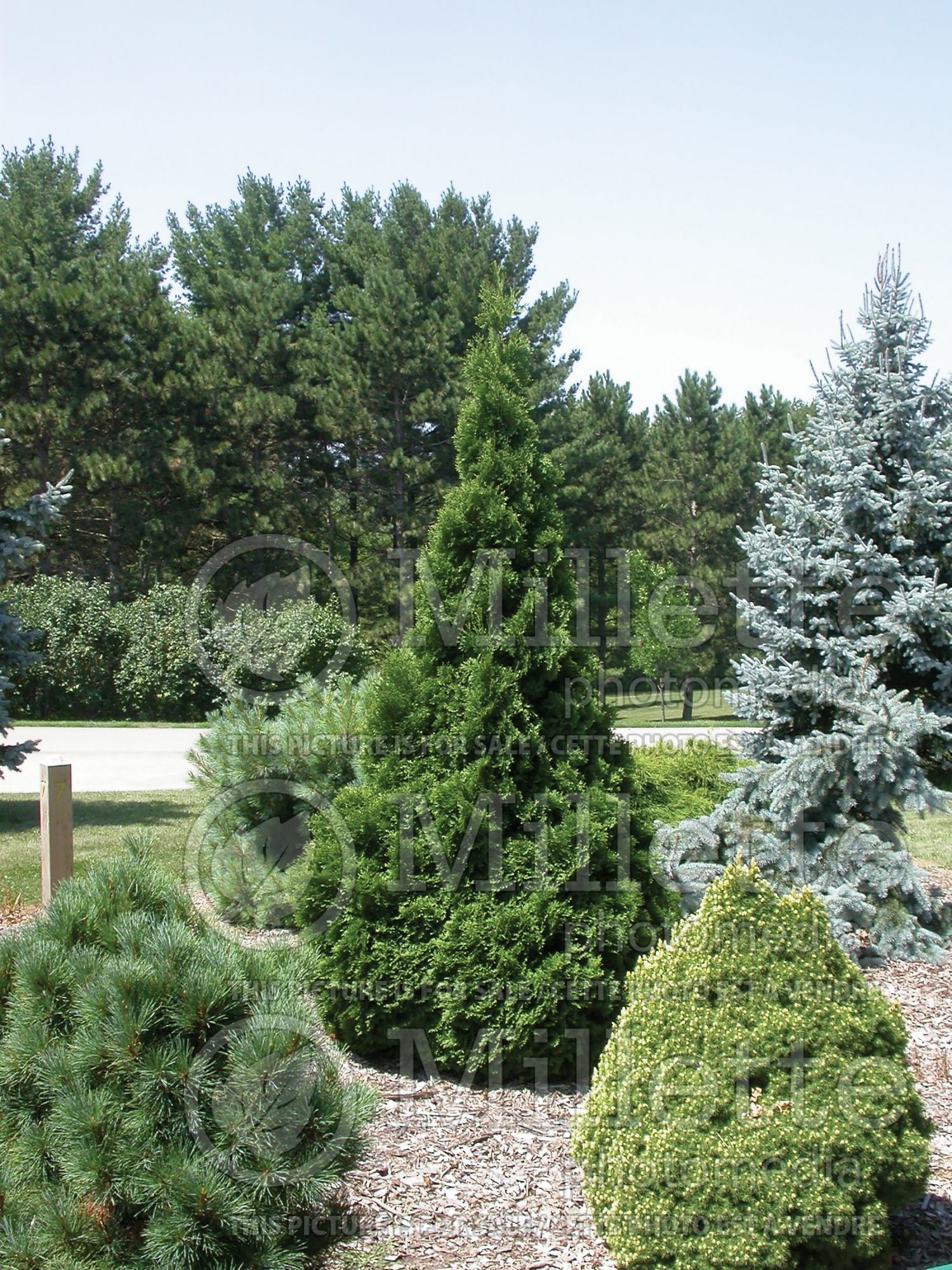 Thuja aka Thuya Pyramidalis (Eastern Arborvitae conifer) 8