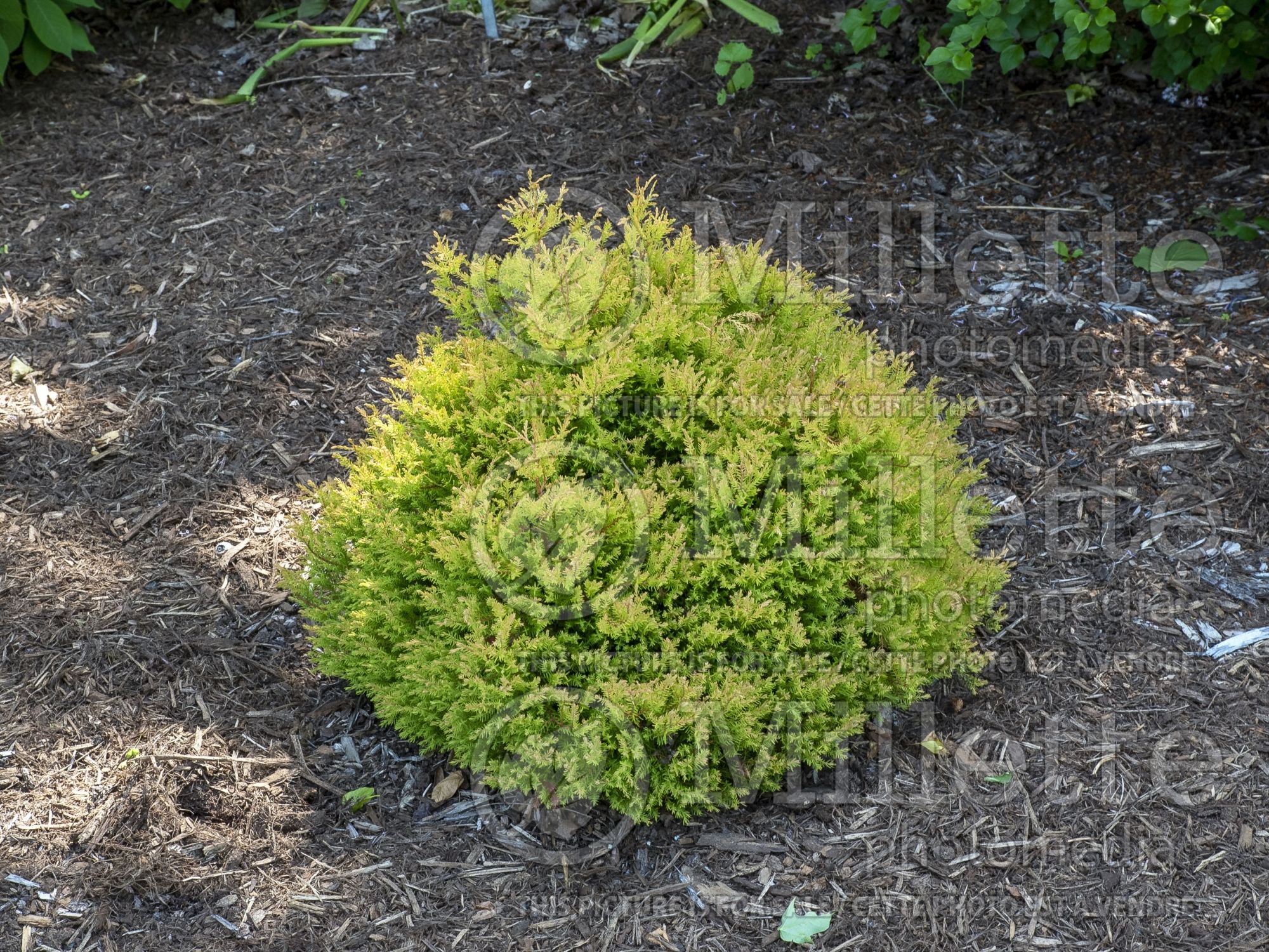 Thuja aka Thuya Rheingold (Eastern Arborvitae conifer) 11