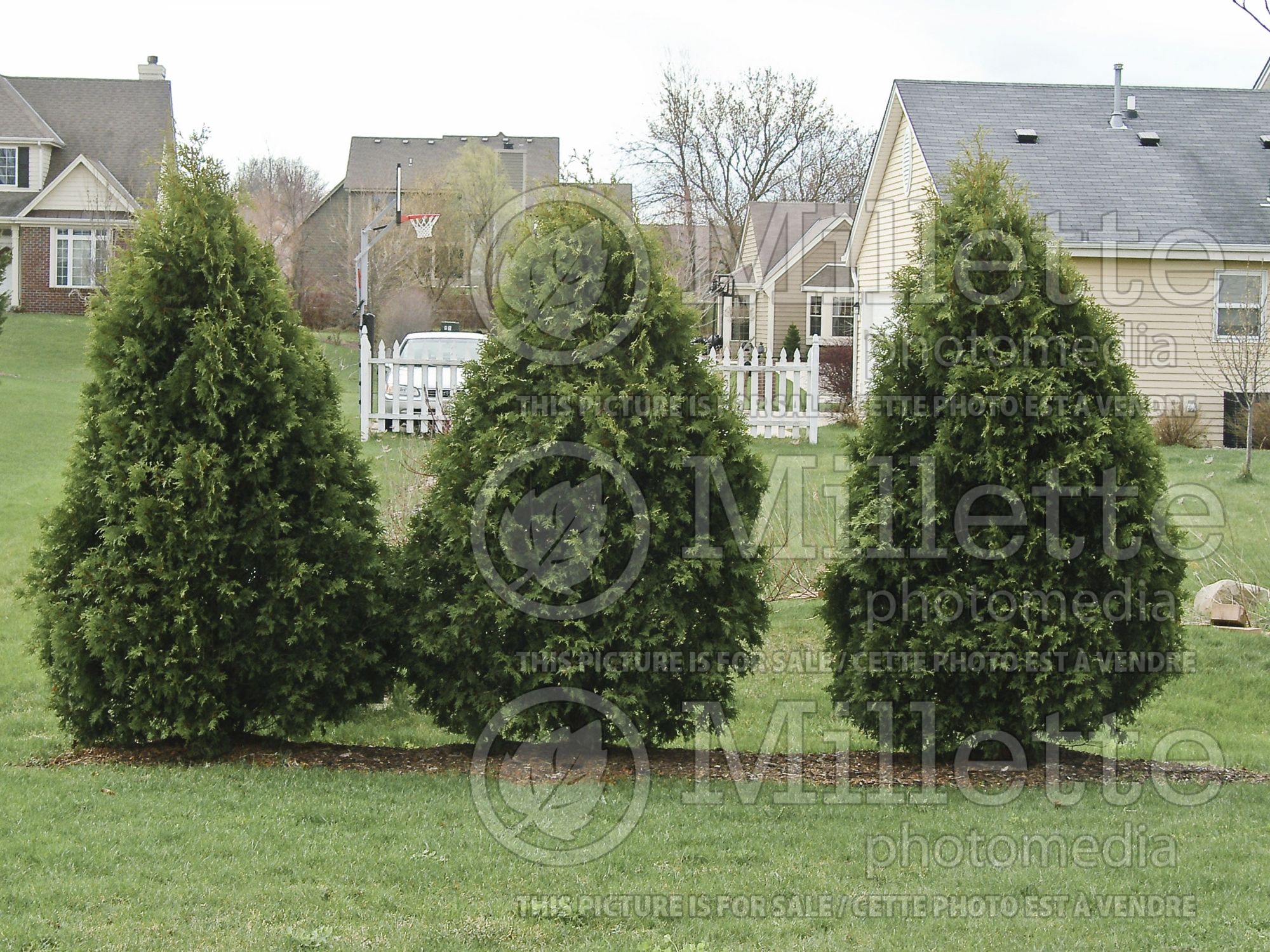 Thuja aka Thuya Techny aka Mission (Eastern Arborvitae conifer) 5