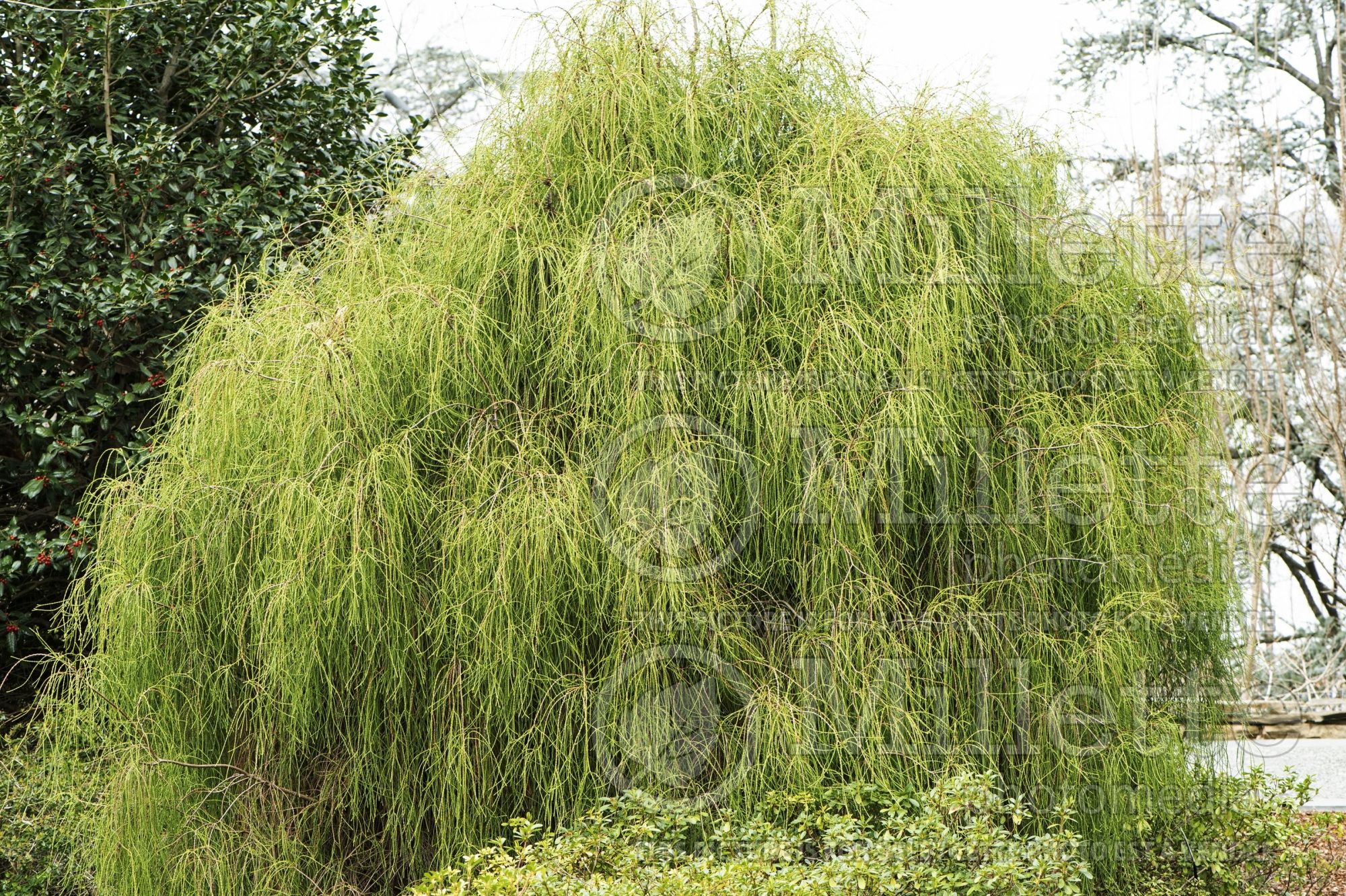 Thuja aka Thuya Franky Boy (Oriental Arborvitae conifer) 3