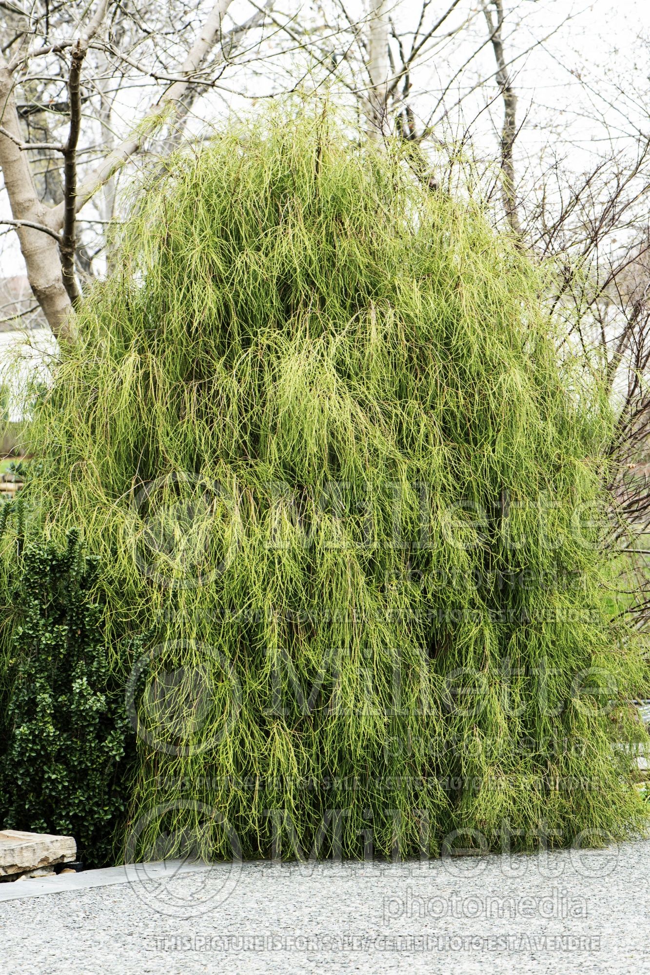 Thuja aka Thuya Franky Boy (Oriental Arborvitae conifer) 4