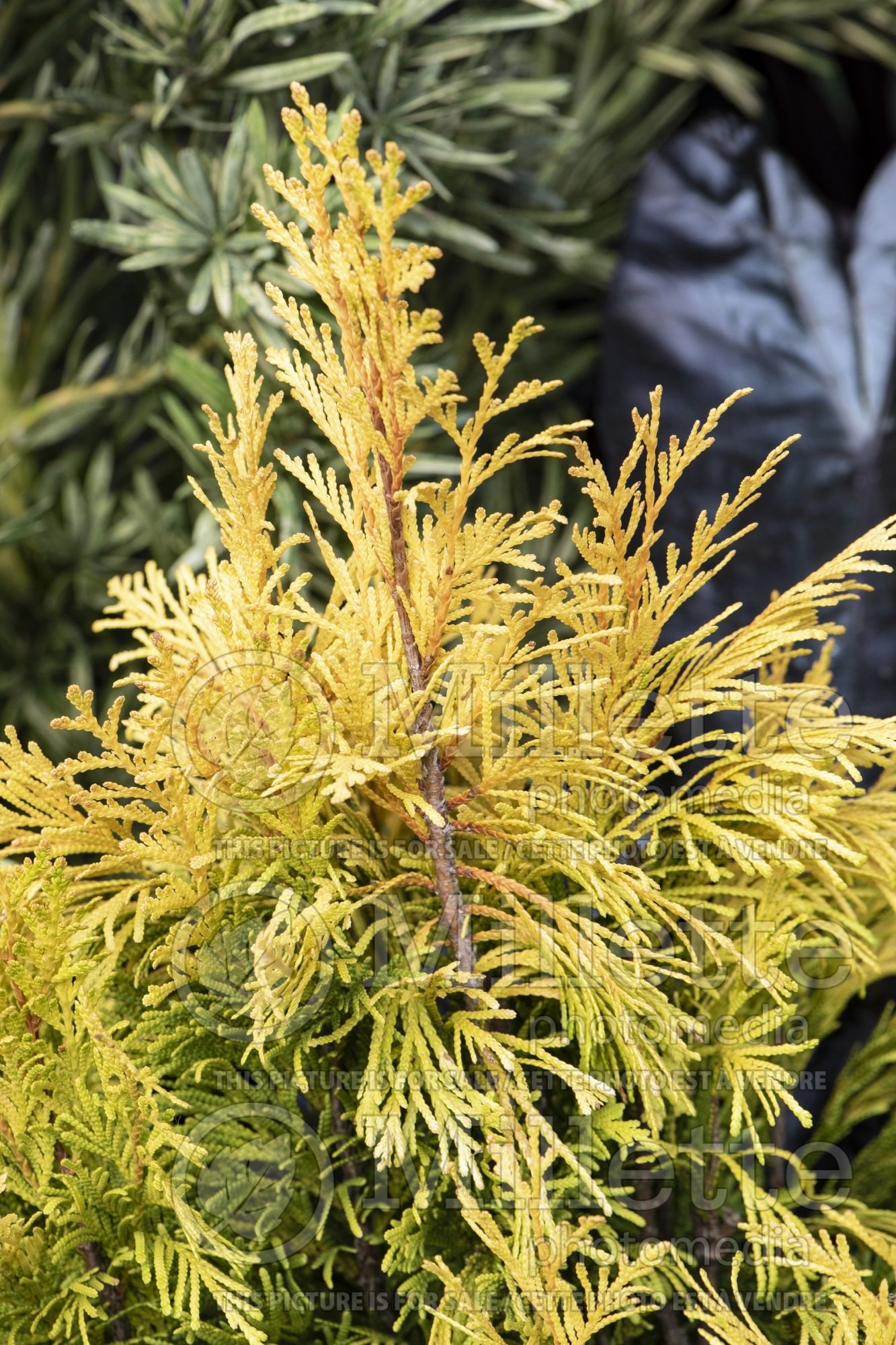 Thuja aka Thuya Forever Goldy (Western red cedar Arborvitae conifer) 2