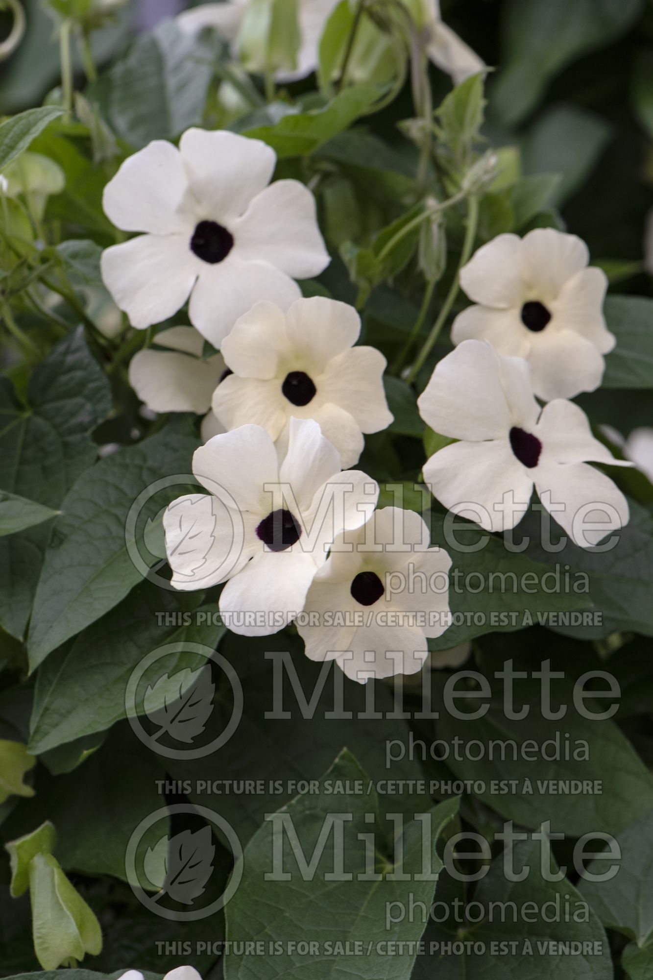 Thunbergia Sunny Susy White Halo (Black-Eyed Susan Vine) 1