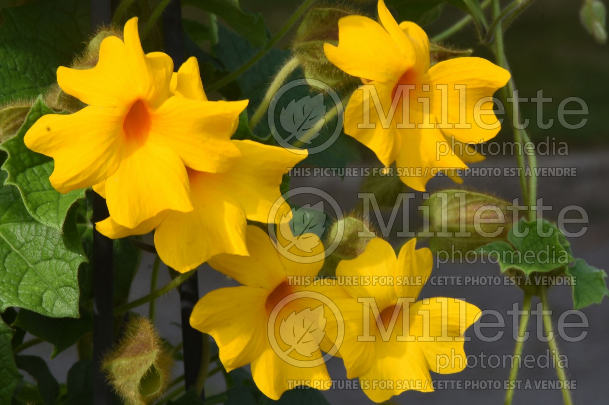 Thunbergia Thunshine Yellow aka Westhuhiyel (Black-Eyed Susan Vine) 1