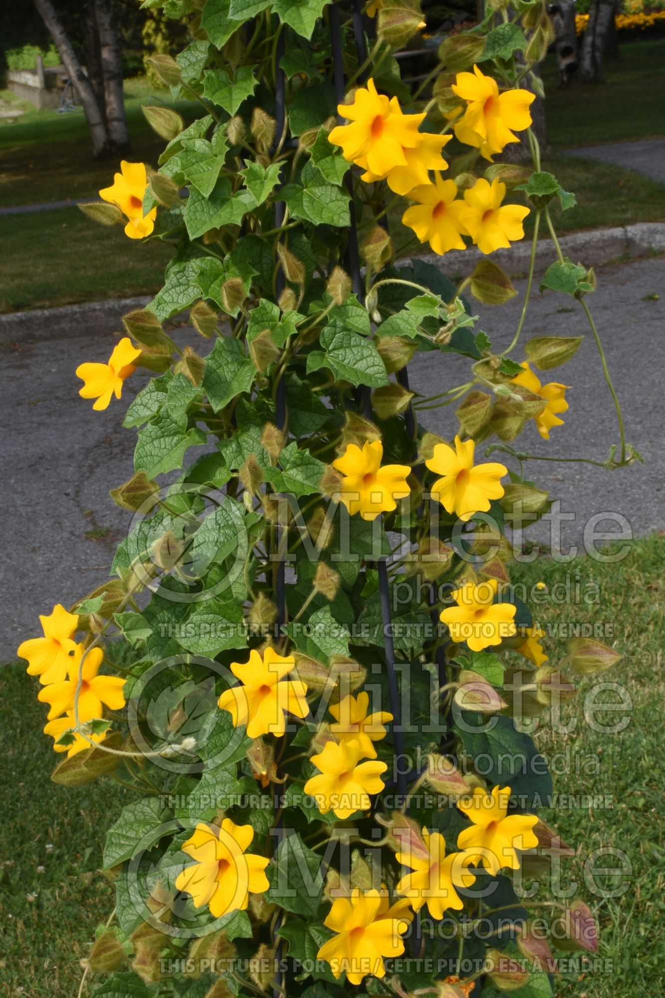 Thunbergia Thunshine Yellow aka Westhuhiyel (Black-Eyed Susan Vine) 2