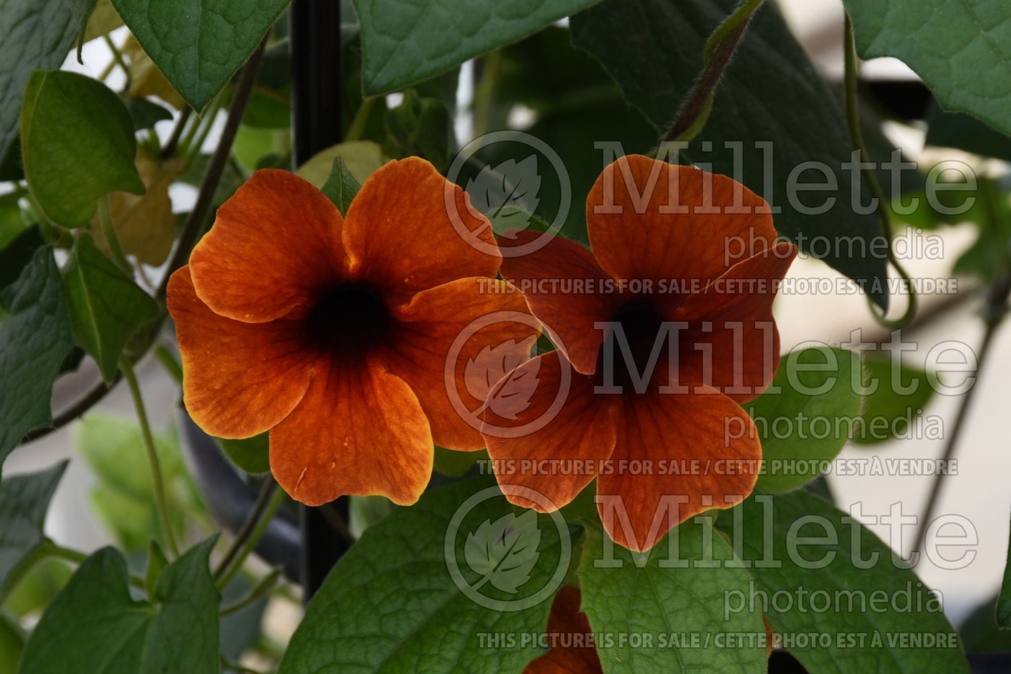 Thunbergia TowerPower Terracota (Black-Eyed Susan Vine) 1