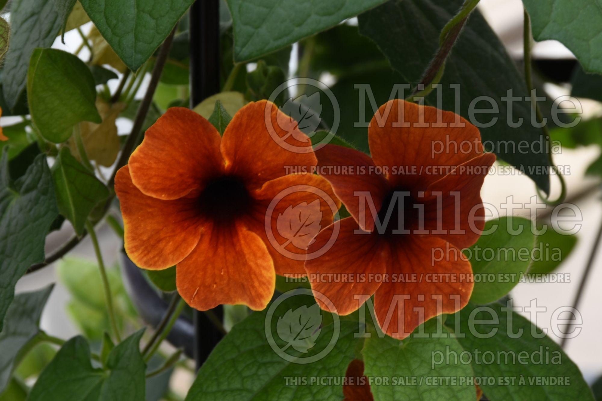 Thunbergia TowerPower Terracota (Black-Eyed Susan Vine) 2