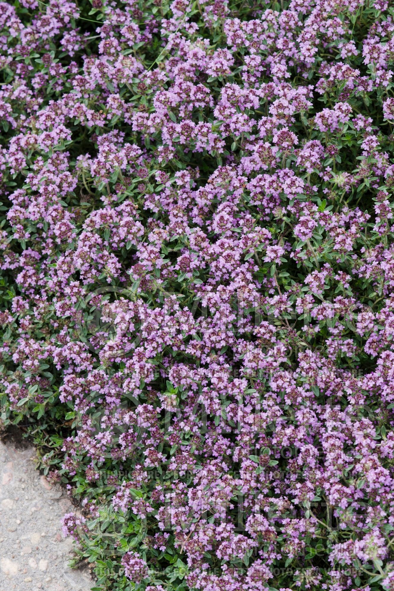 Thymus Pink Chintz (Thyme) 3