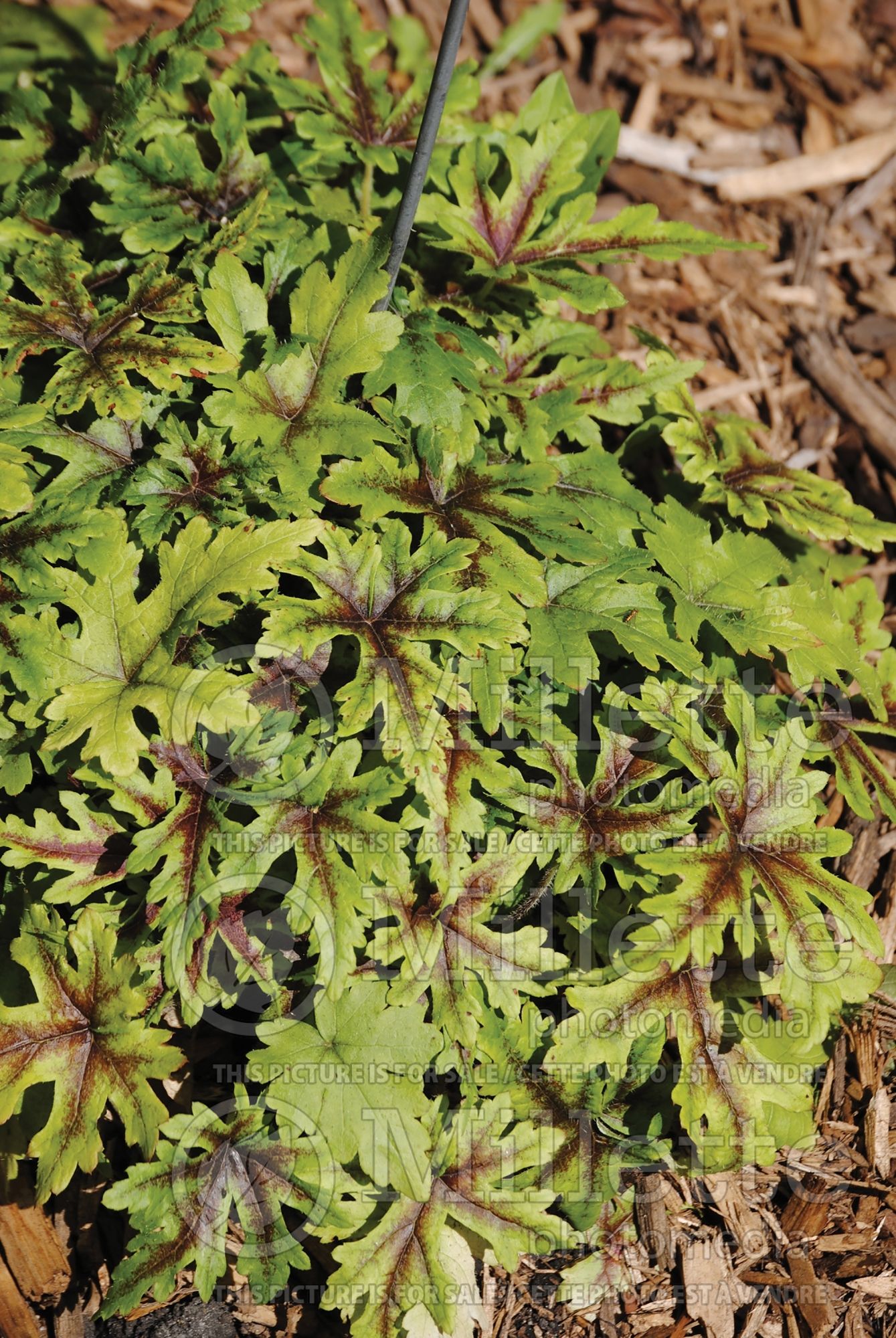Tiarella Mint Chocolate (foam flower) 1
