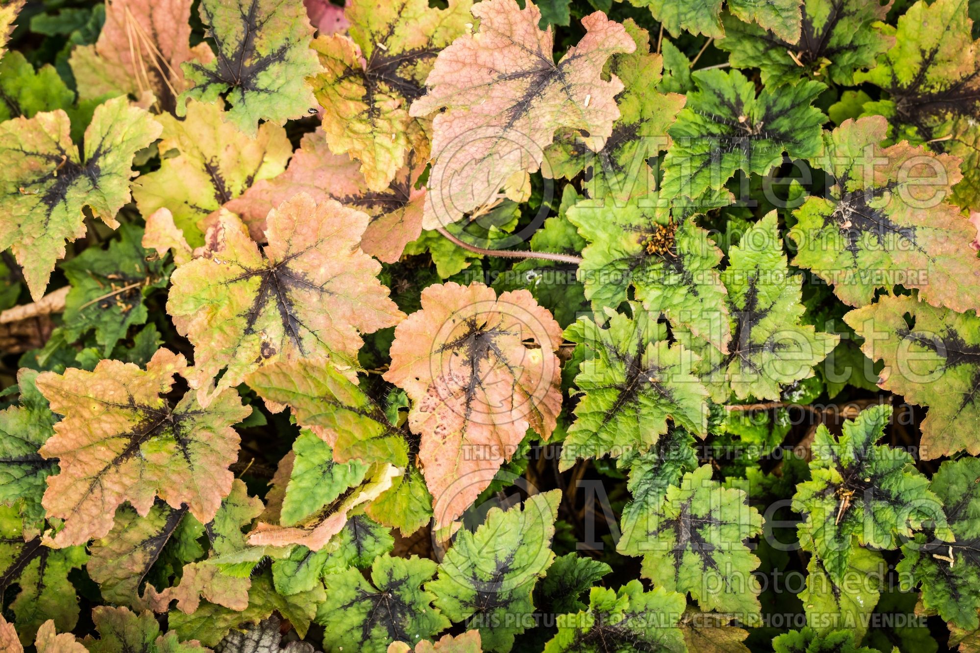 Tiarella Neon Lights (foam flower) 1