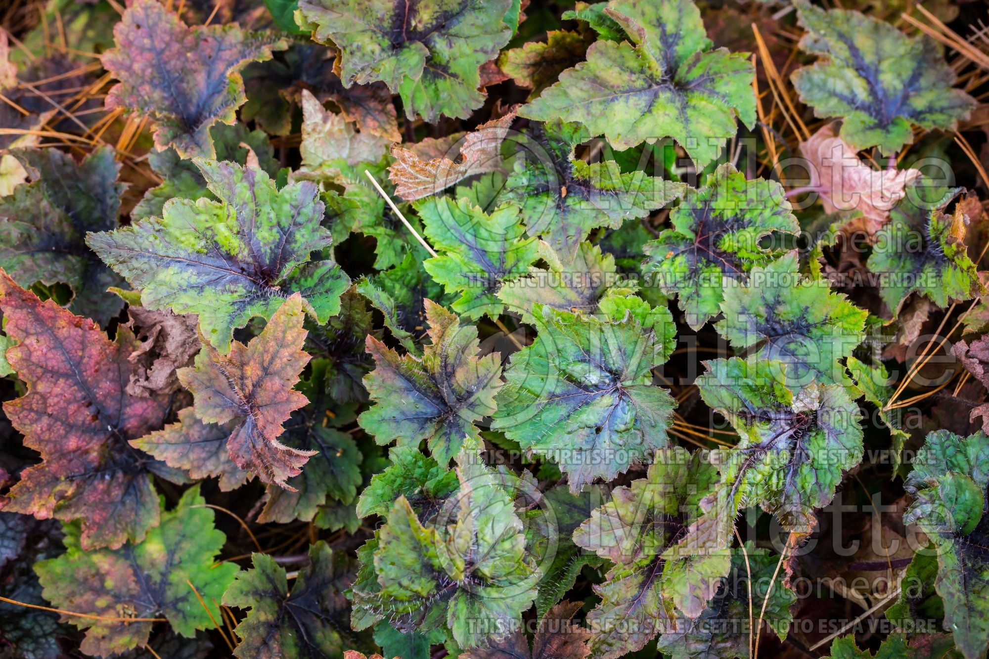 Tiarella Neon Lights (foam flower) 2