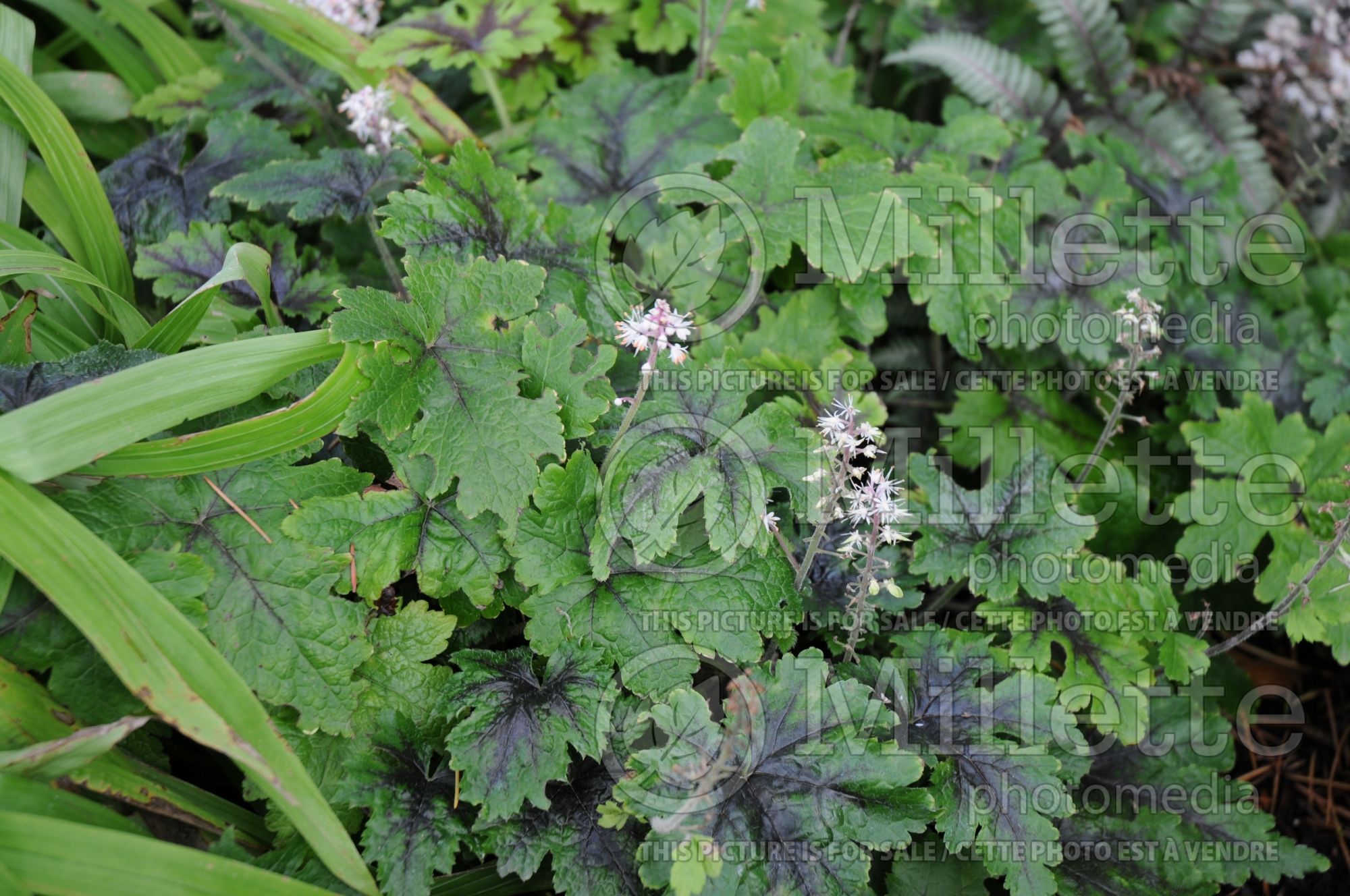 Tiarella Neon Lights (foam flower) 3