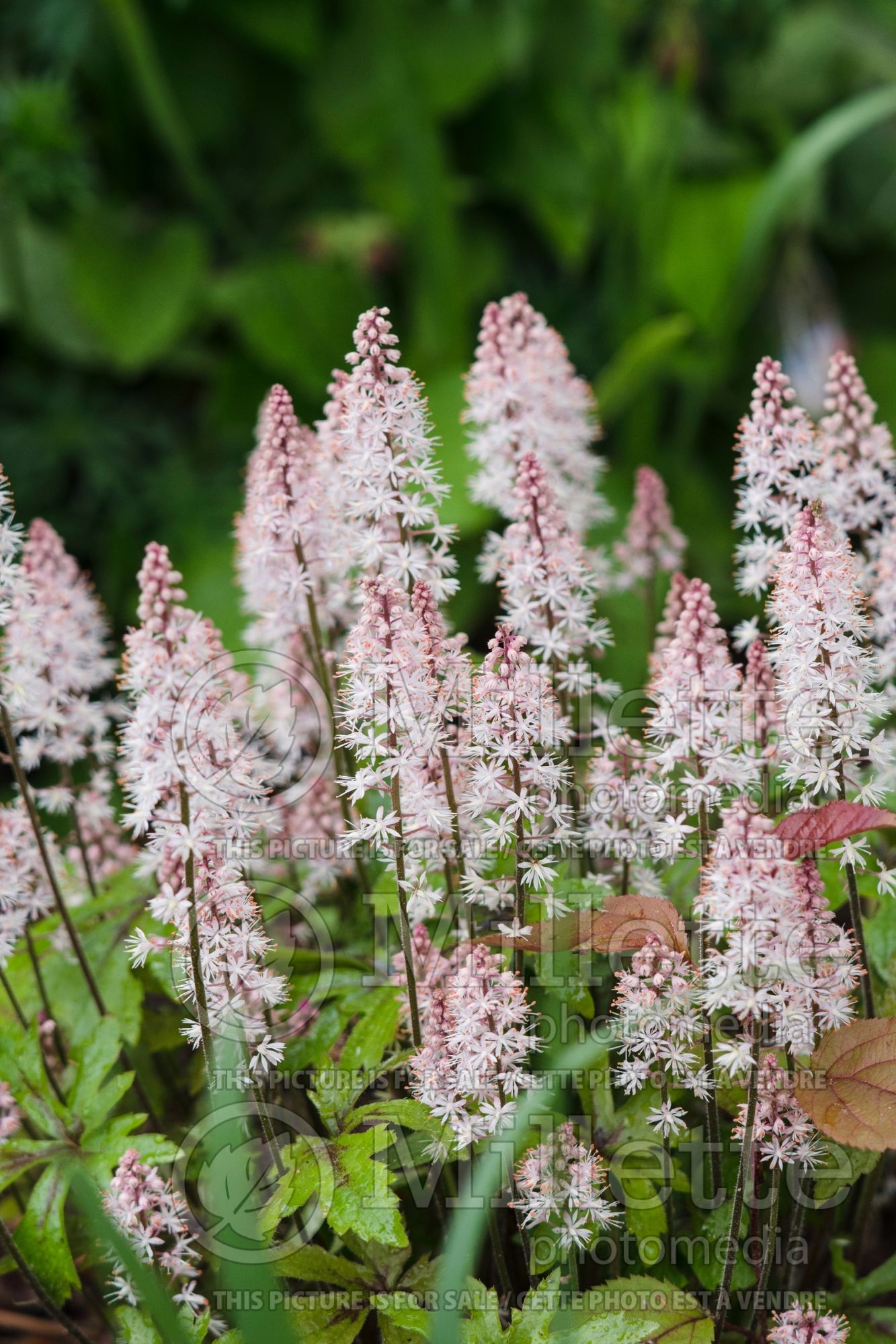 Tiarella Pink Skyrocket (Foam flower) 5