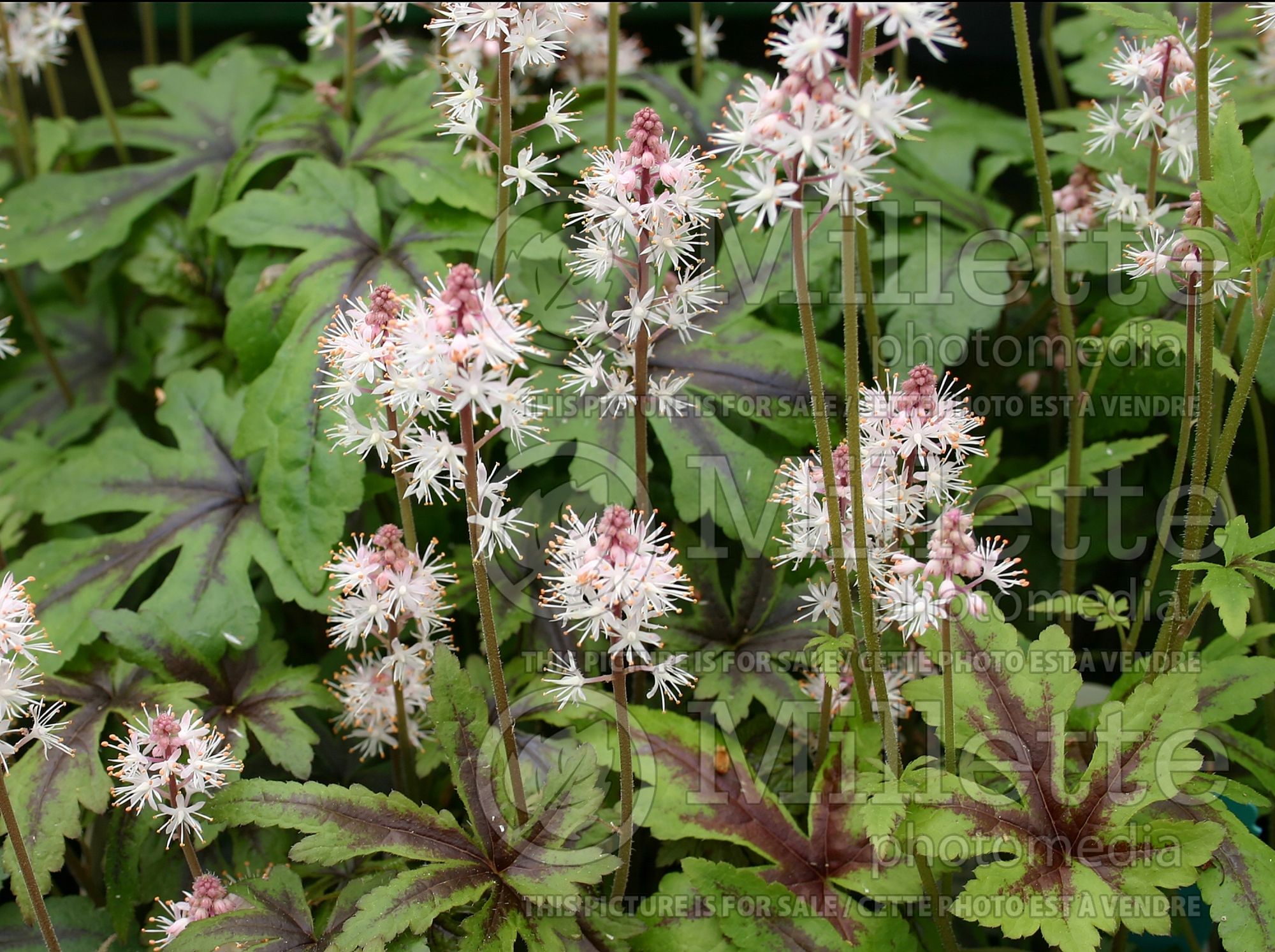 Tiarella Stargazer Mercury (foam flower) 1