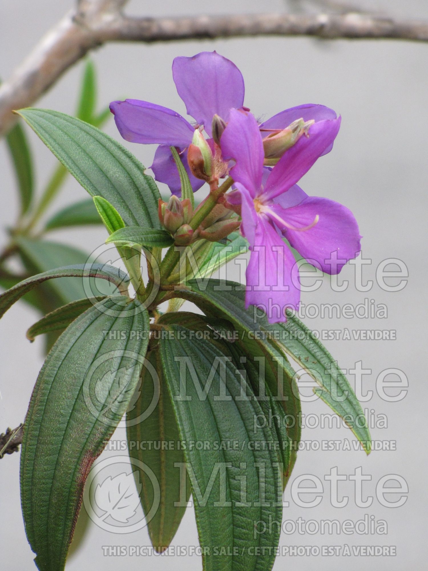 Tibouchina granulosa (purple glory tree or princess flower) 3