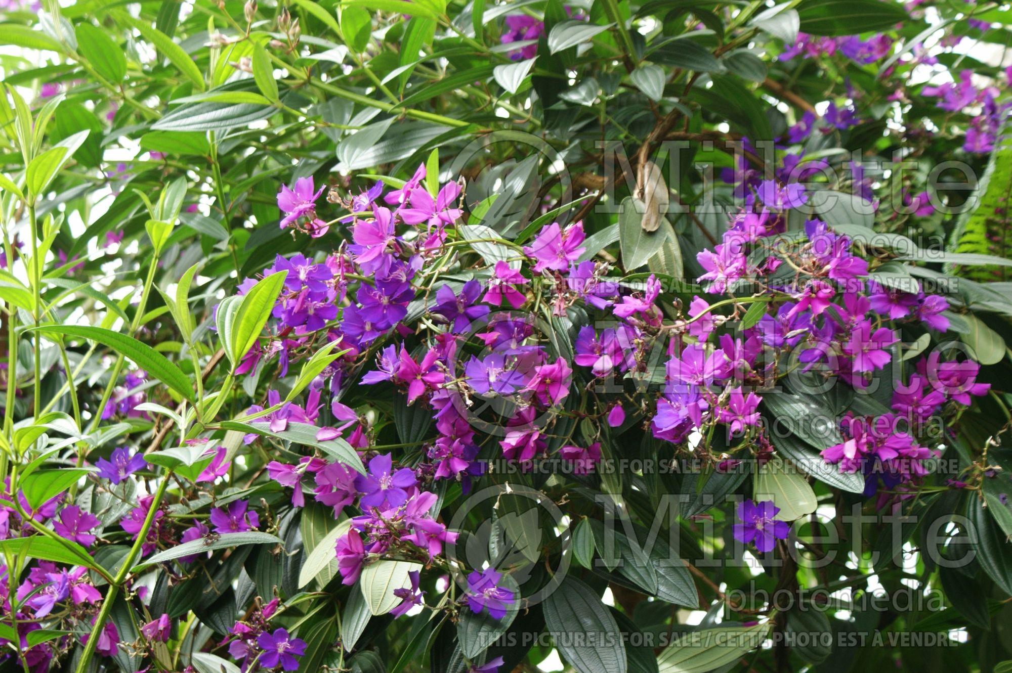 Tibouchina granulosa (purple glory tree or princess flower) 2