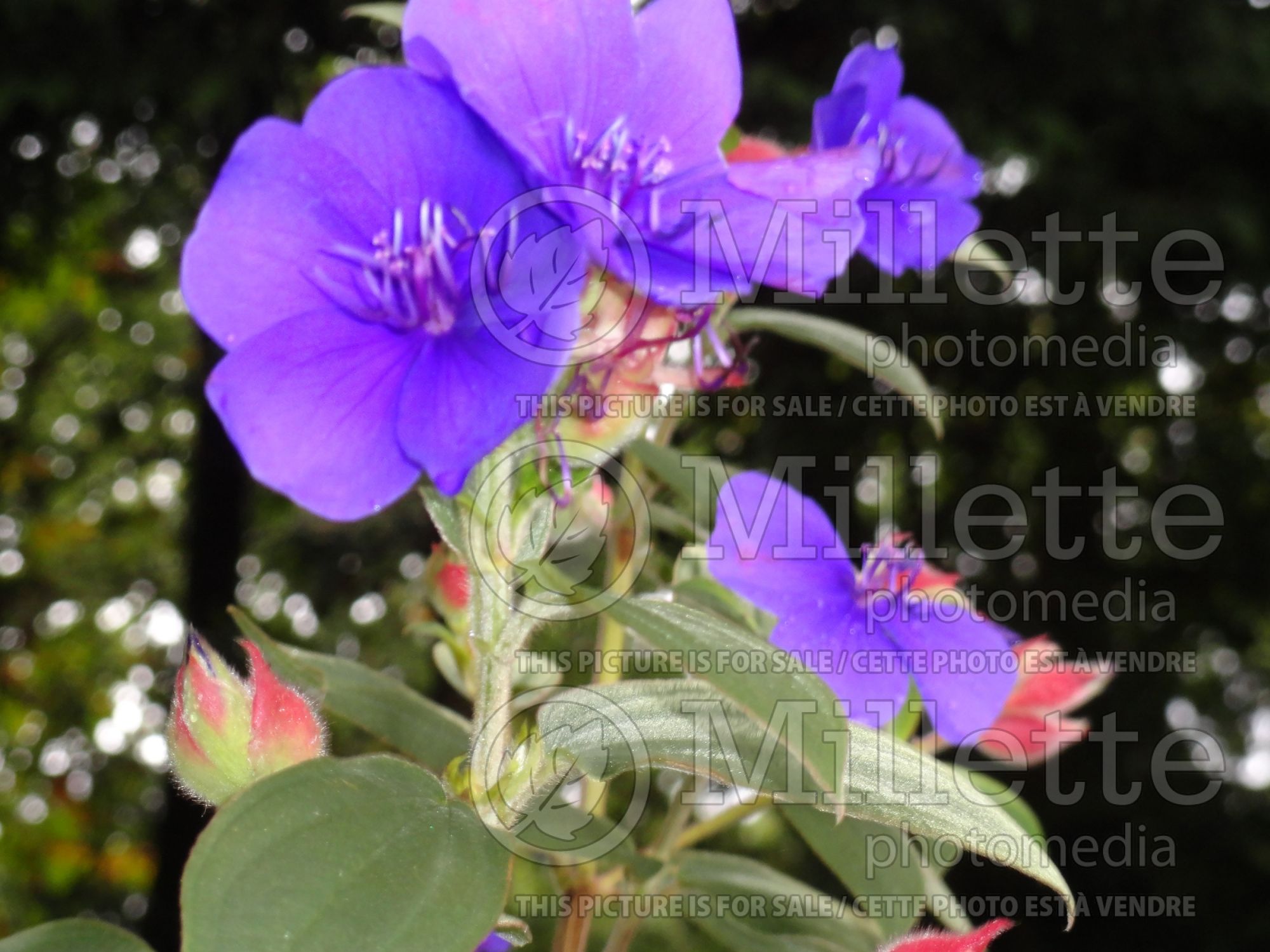 Tibouchina lepidota (Alstonville glory bushes) 3