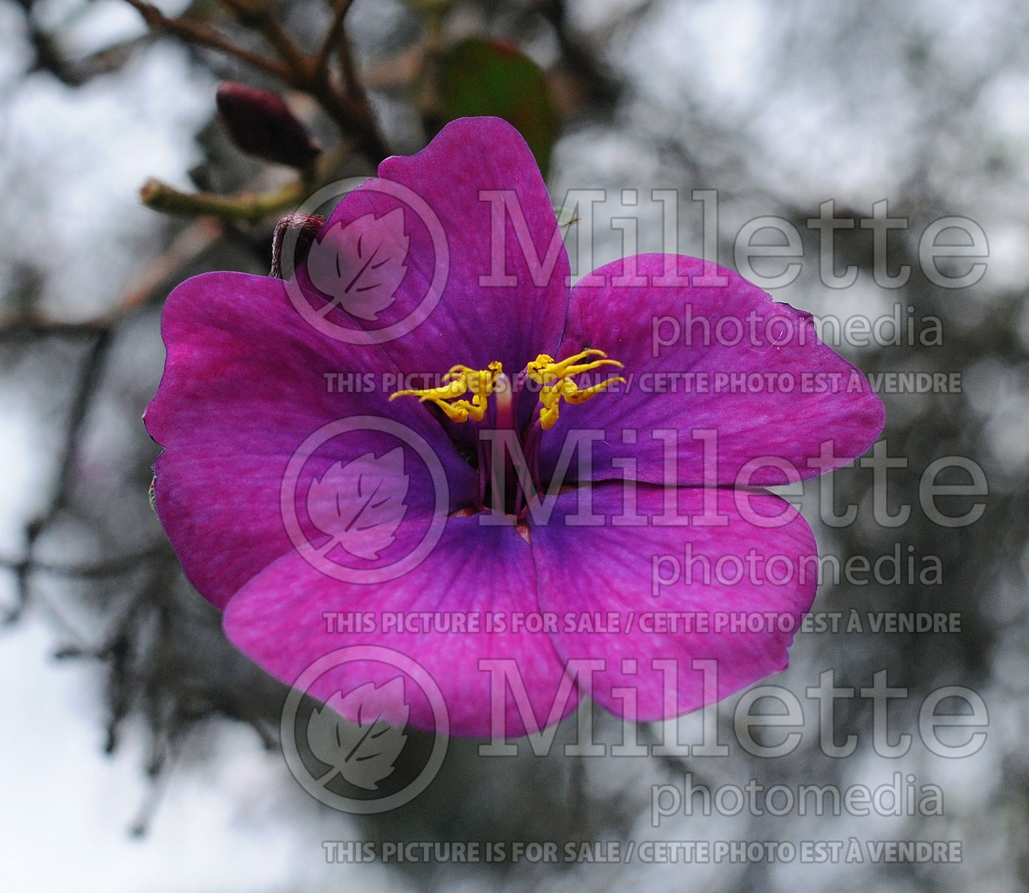 Tibouchina lepidota (Alstonville glory bushes) 7