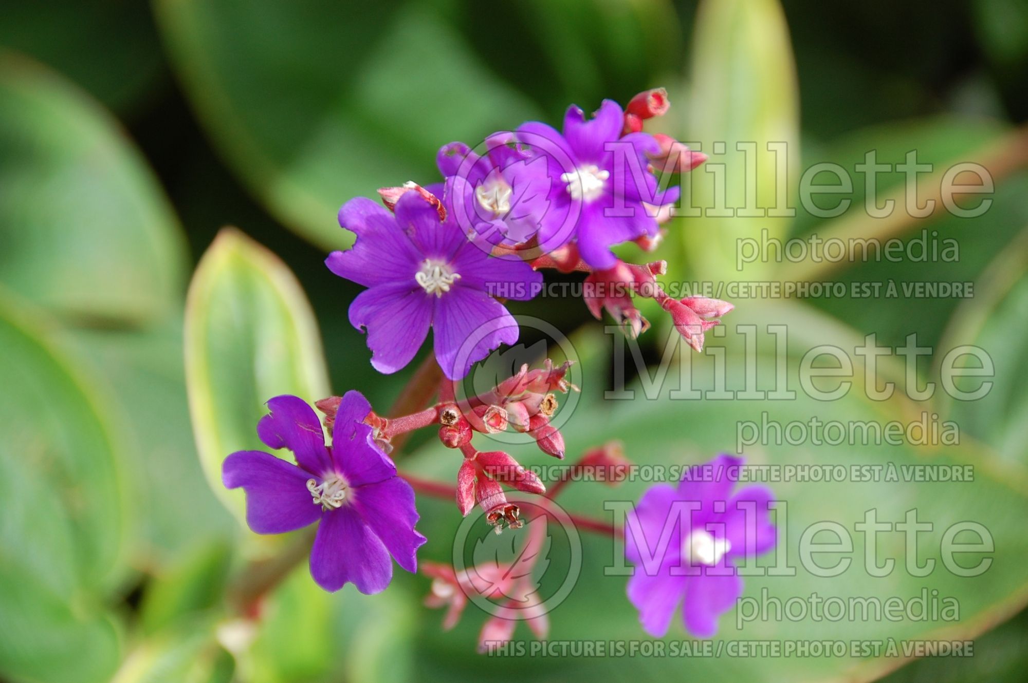 Tibouchina lepidota (Alstonville glory bushes) 5