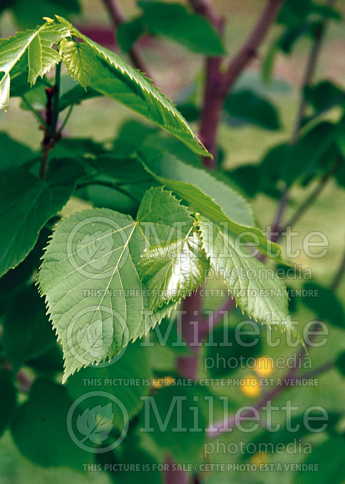 Tilia Boulevard (American Linden) 1