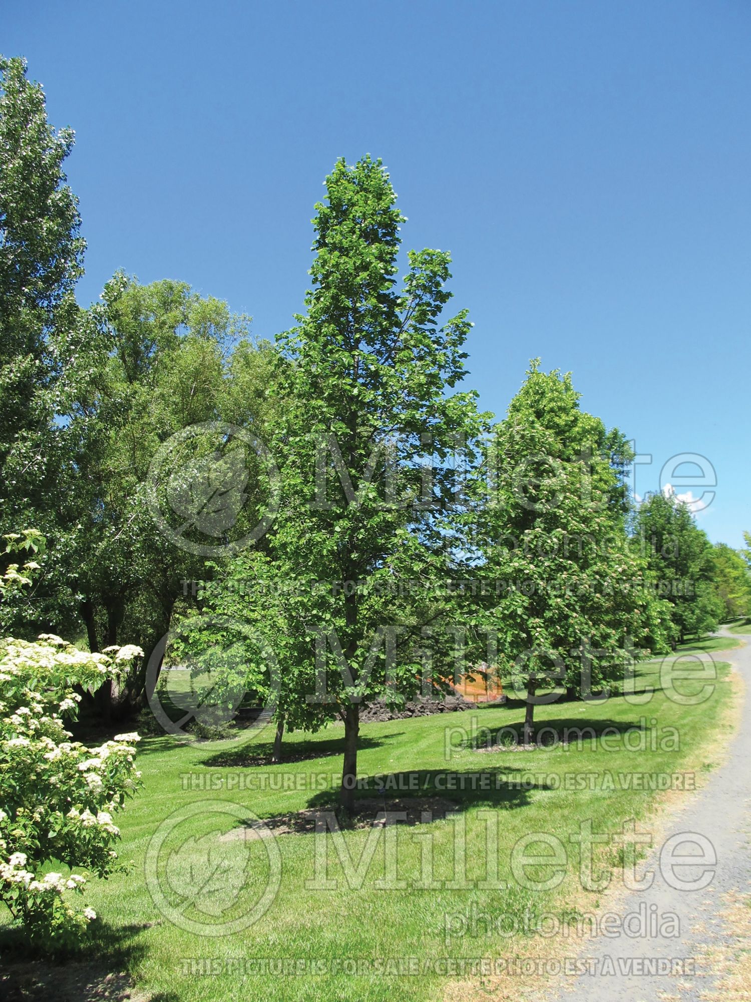 Tilia Boulevard (American Linden) 3