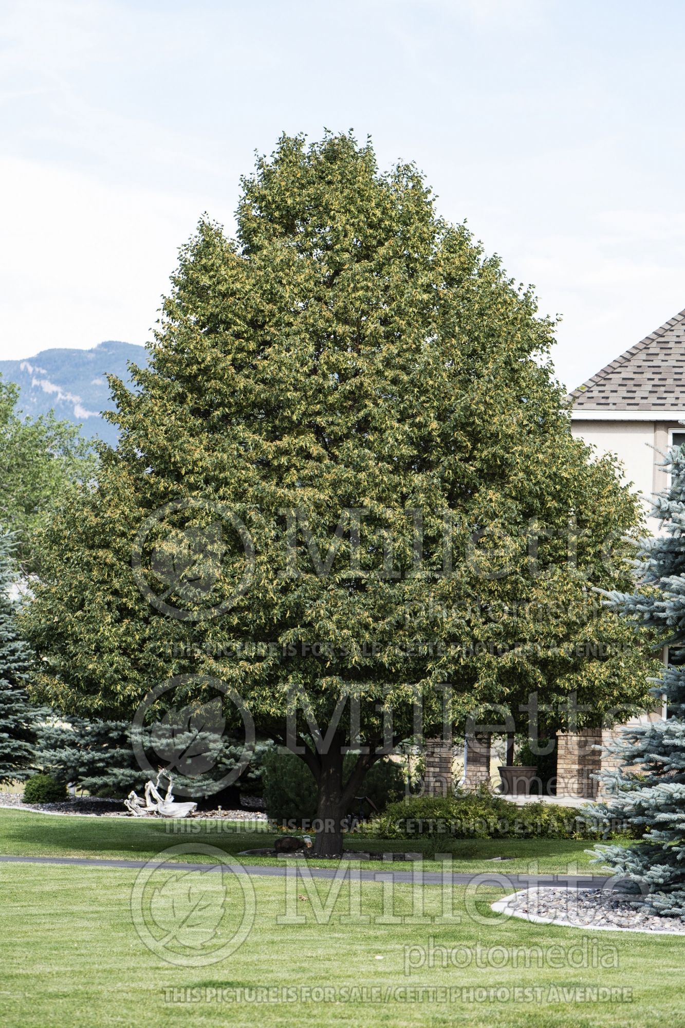 Tilia americana (American basswood) 9