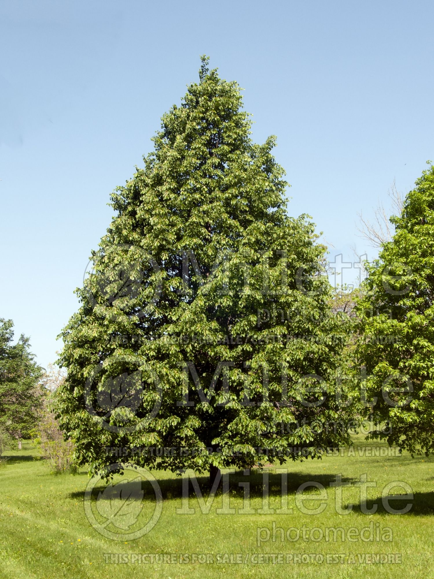 Tilia Legend (Linden) 1