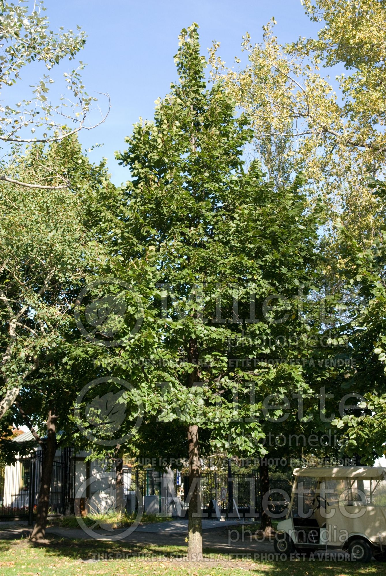 Tilia Redmond (Linden) 2