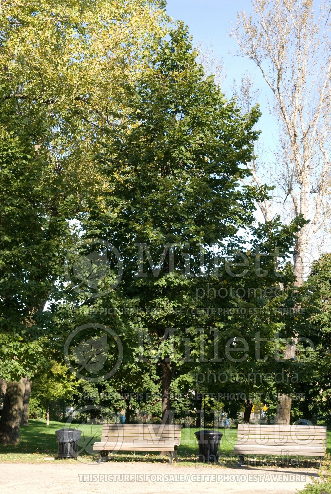 Tilia Redmond (Linden) 4