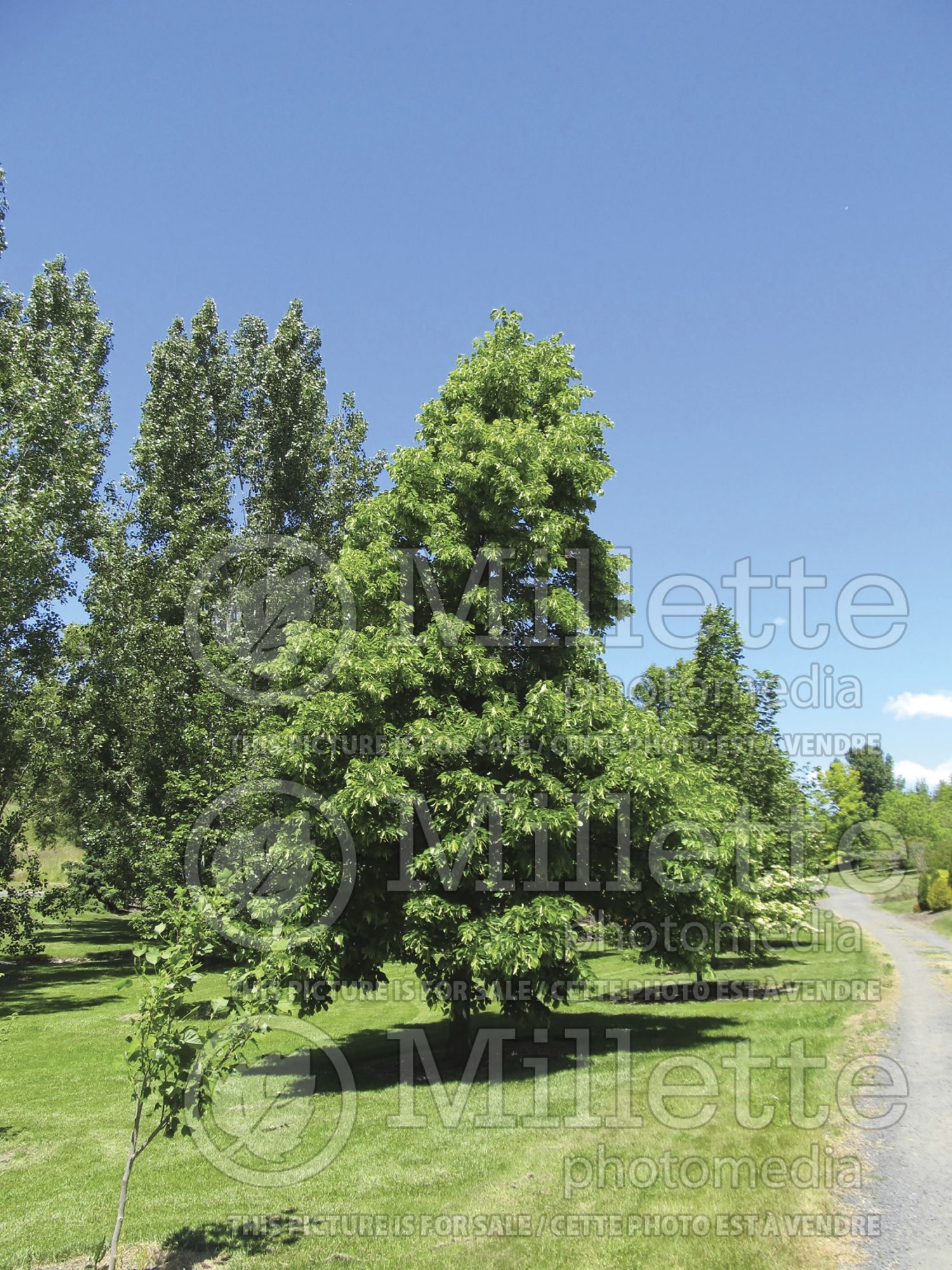 Tilia Redmond (Linden) 5