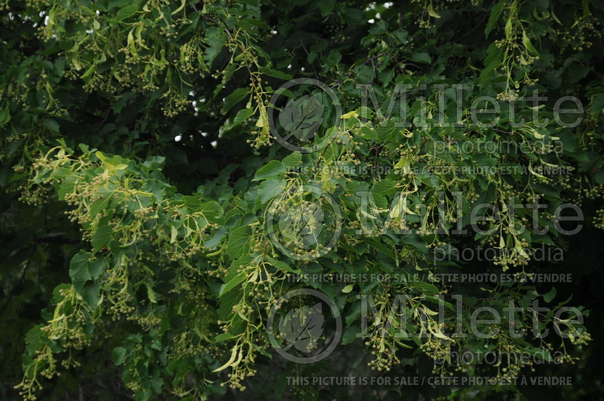 Tilia americana (American basswood) 8