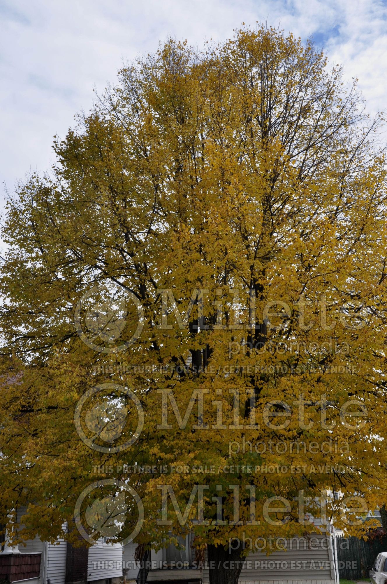 Tilia cordata (littleleaf linden) 5