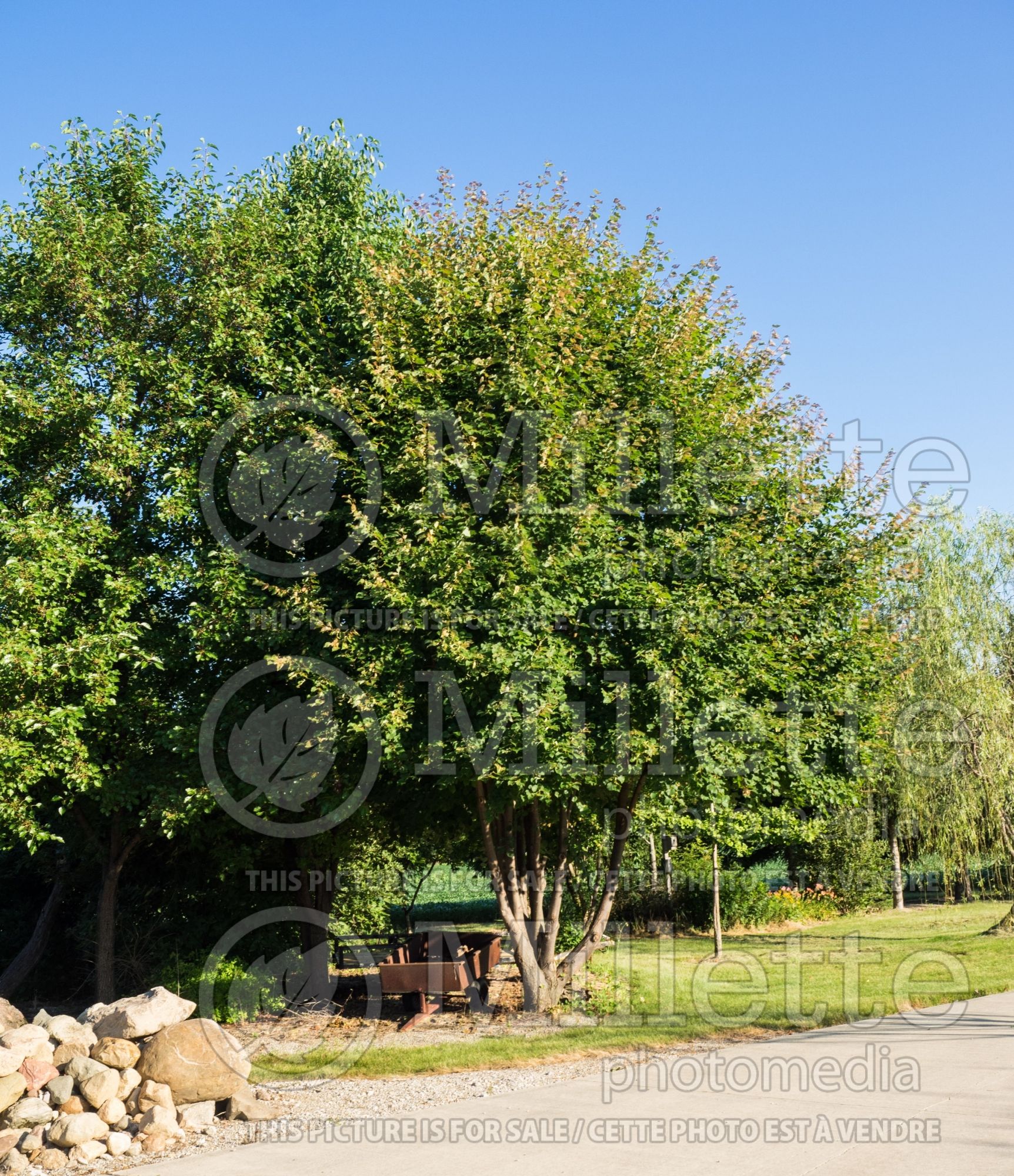 Tilia cordata (littleleaf linden) 11