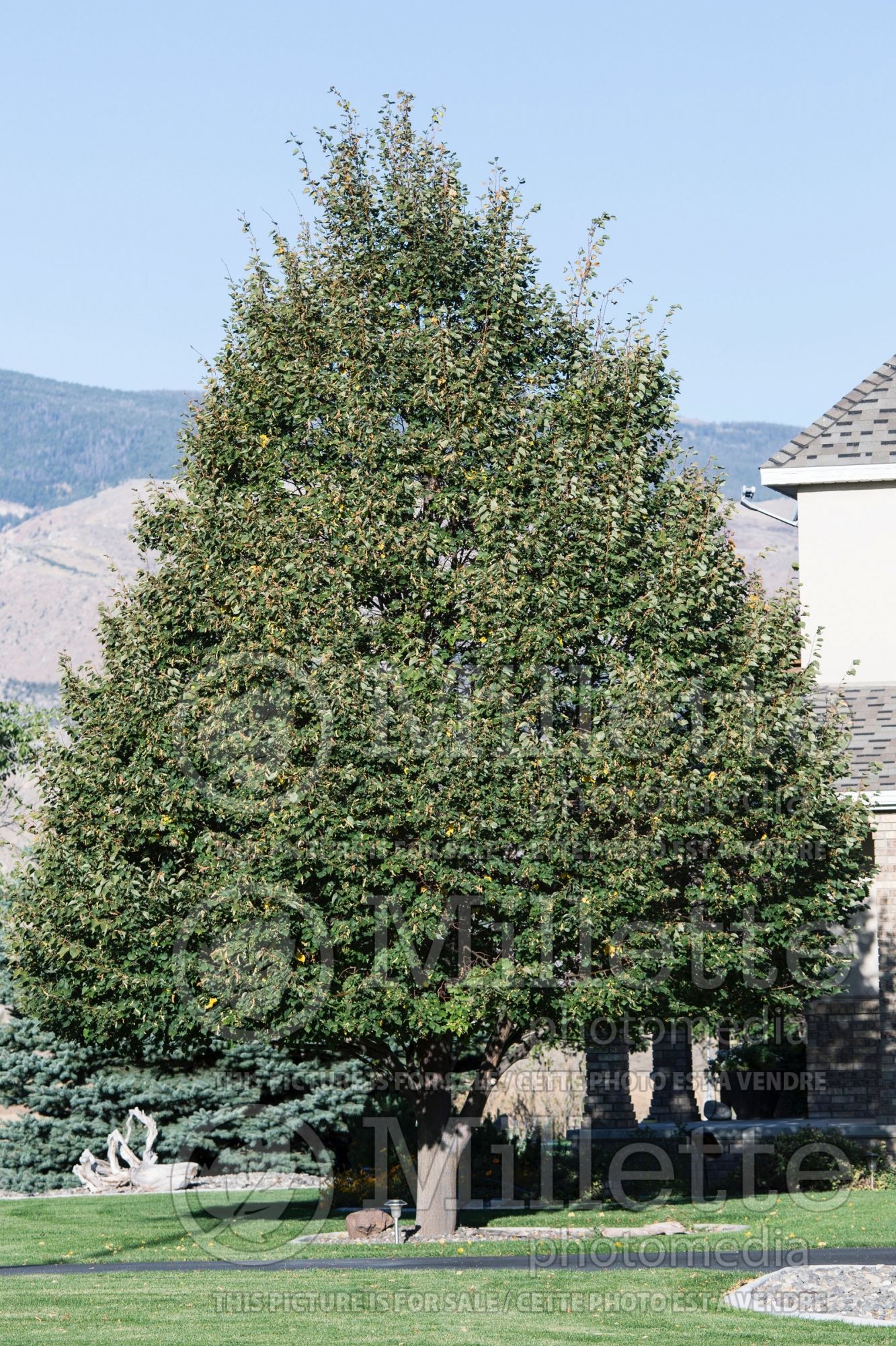 Tilia Greenspire (Littleleaf Linden) 4