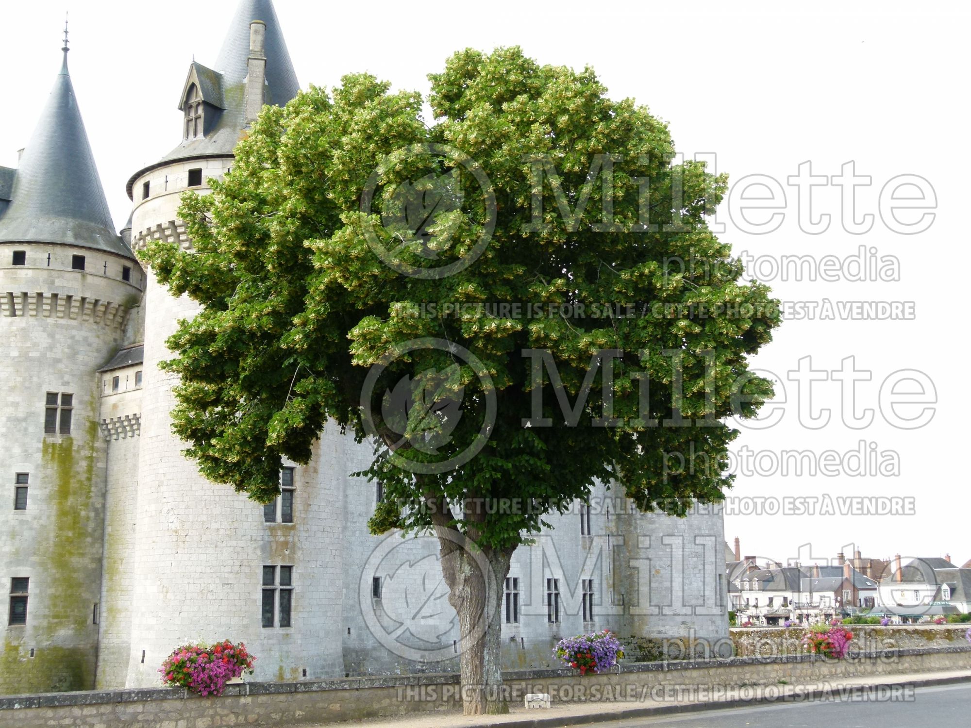 Tilia cordata (littleleaf linden) 6