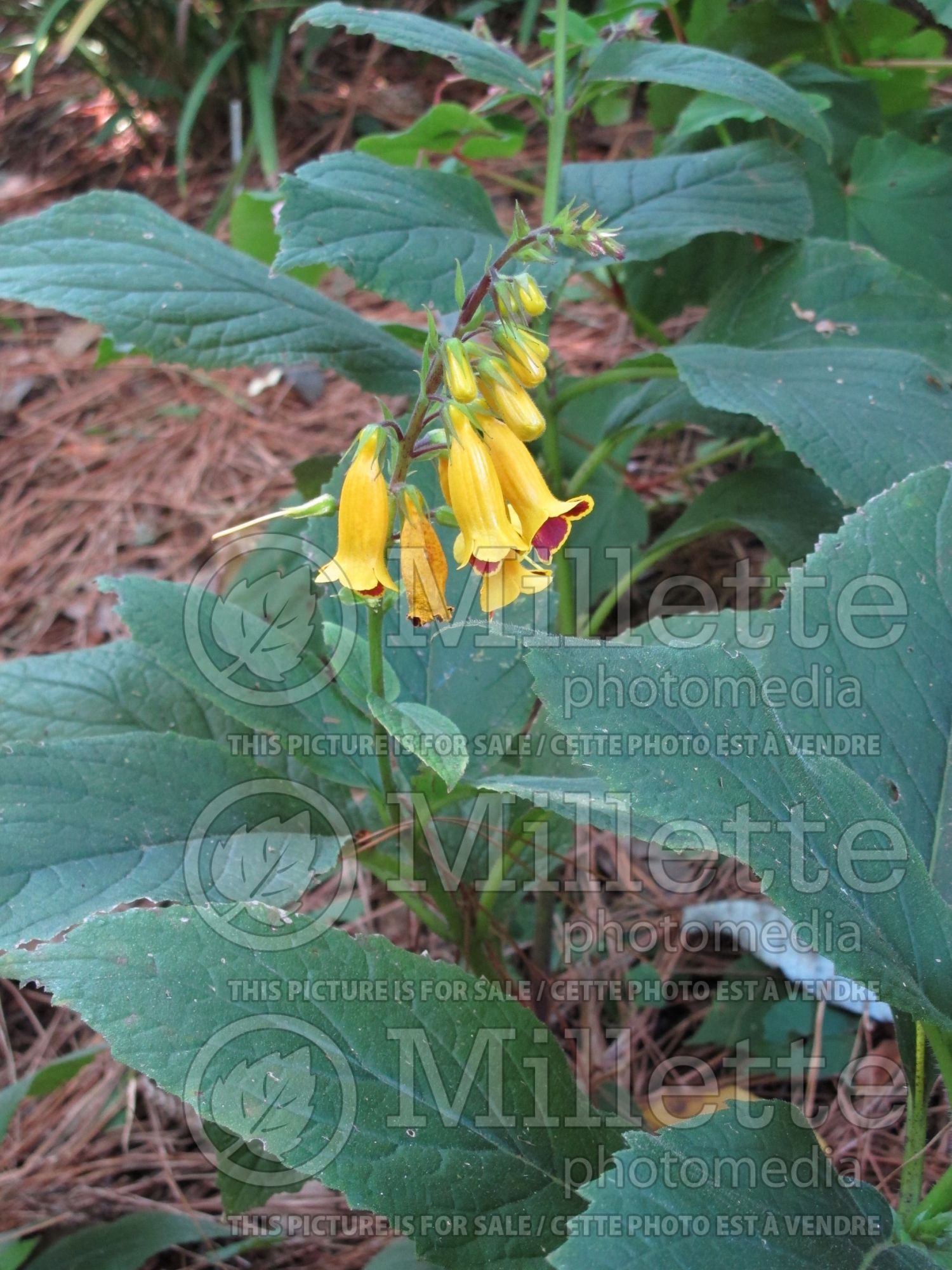 Titanotrichum oldhamii (Woodland Foxglove) 1