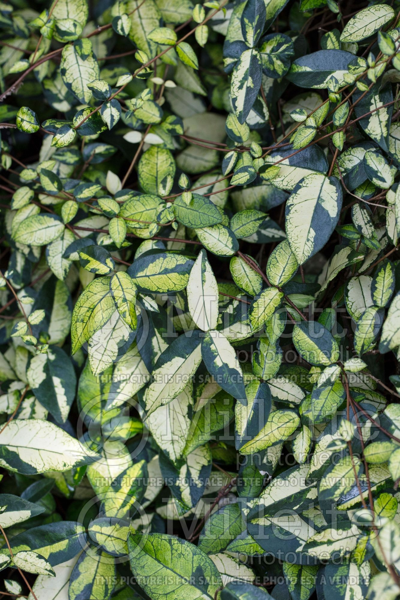 Trachelospermum Ogon Nishiki (Asiatic jasmine) 3