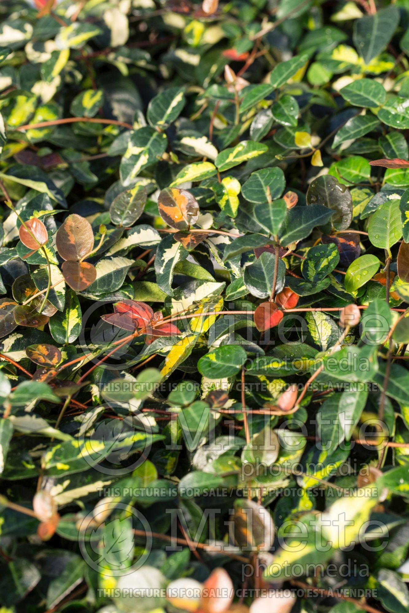 Trachelospermum Summer Sunset (Asiatic Jasmine) 2