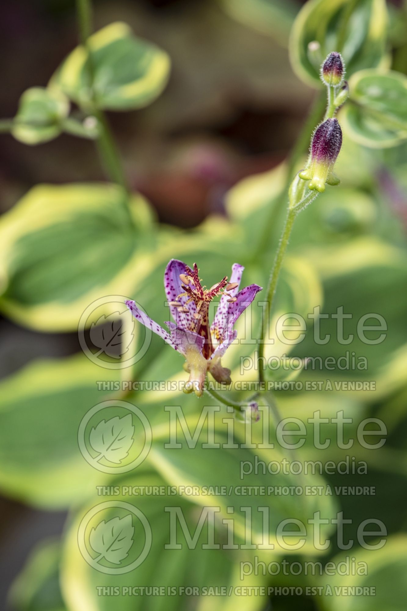 Tricyrtis Autumn Glow (Toad Lily) 1