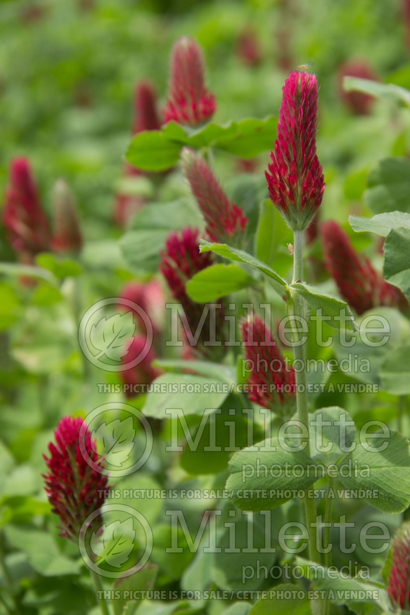 Trifolium incarnatum (crimson clover) 5