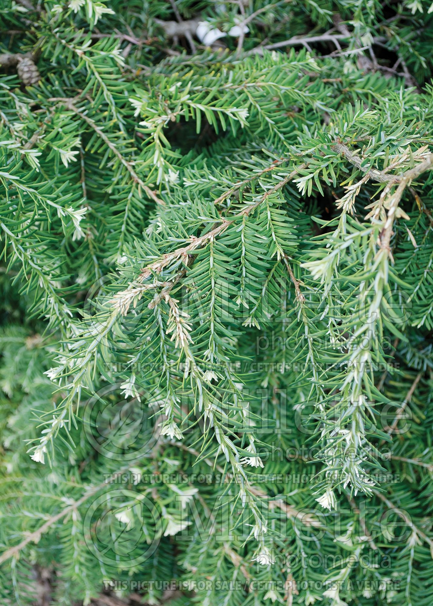 Tsuga Albospicata (Canadian Hemlock Conifer) 2