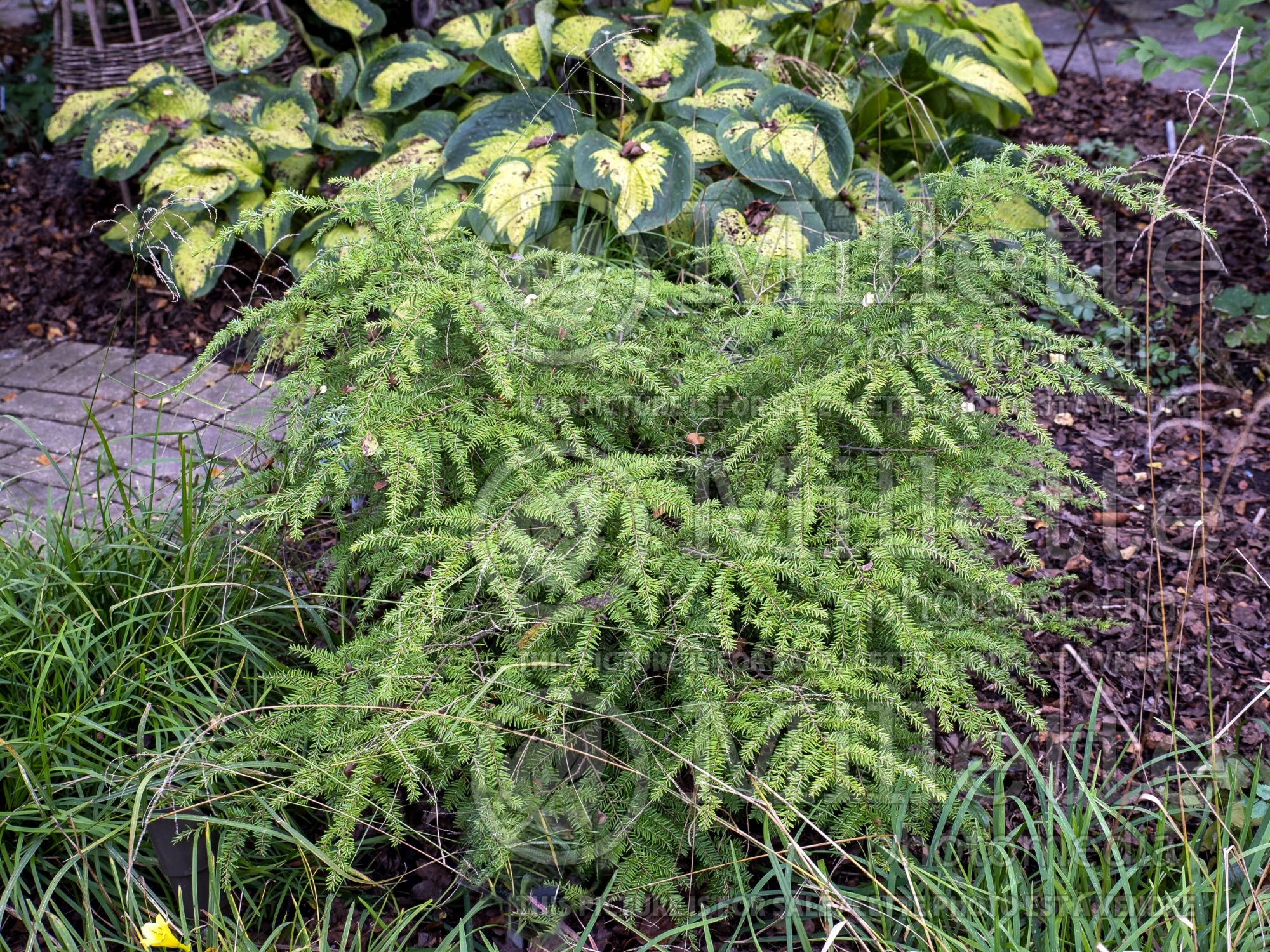 Tsuga Golden Duchess ( Hemlock conifer) 2