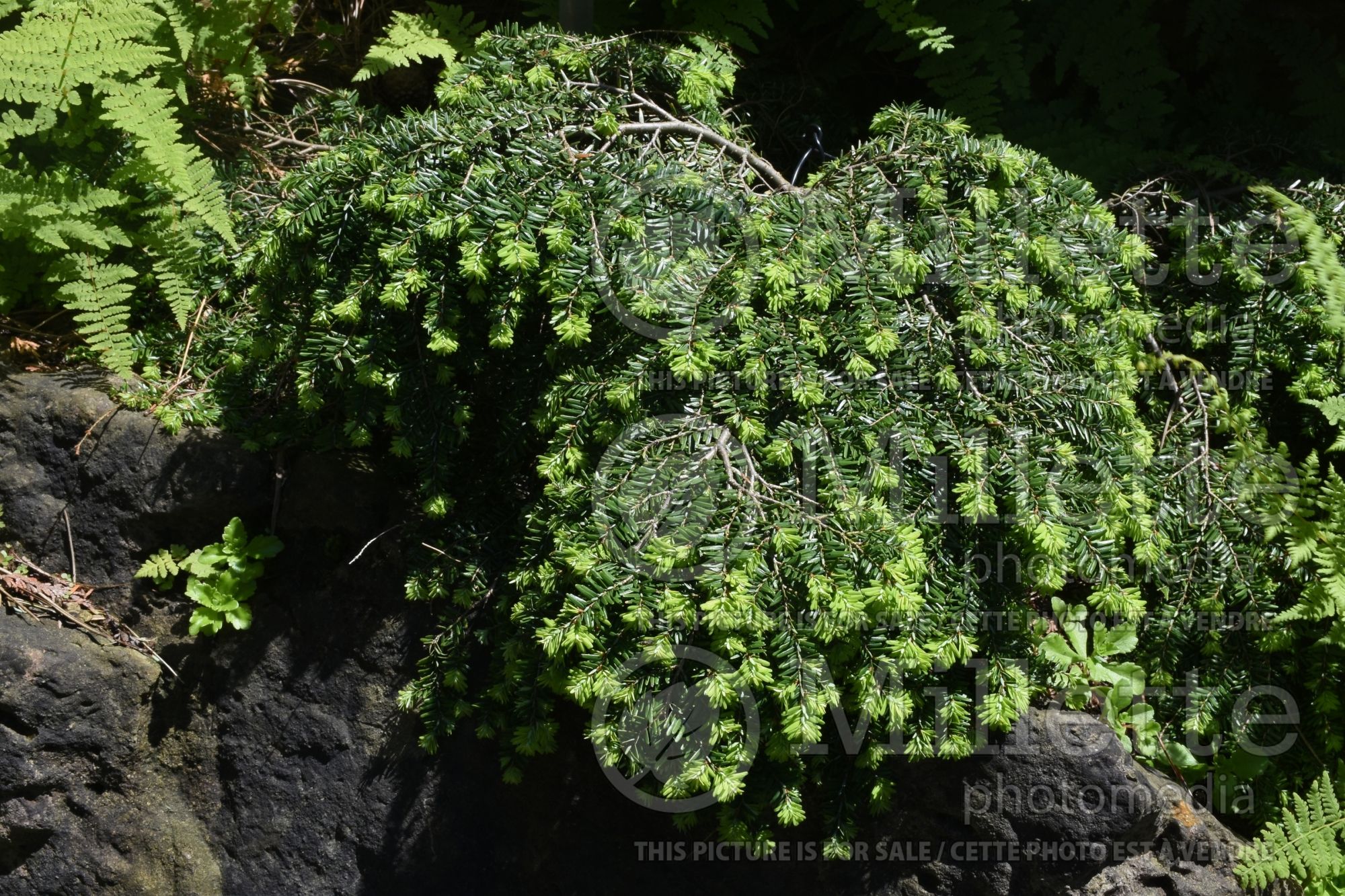 Tsuga Gracilis (Canadian Hemlock conifer) 2
