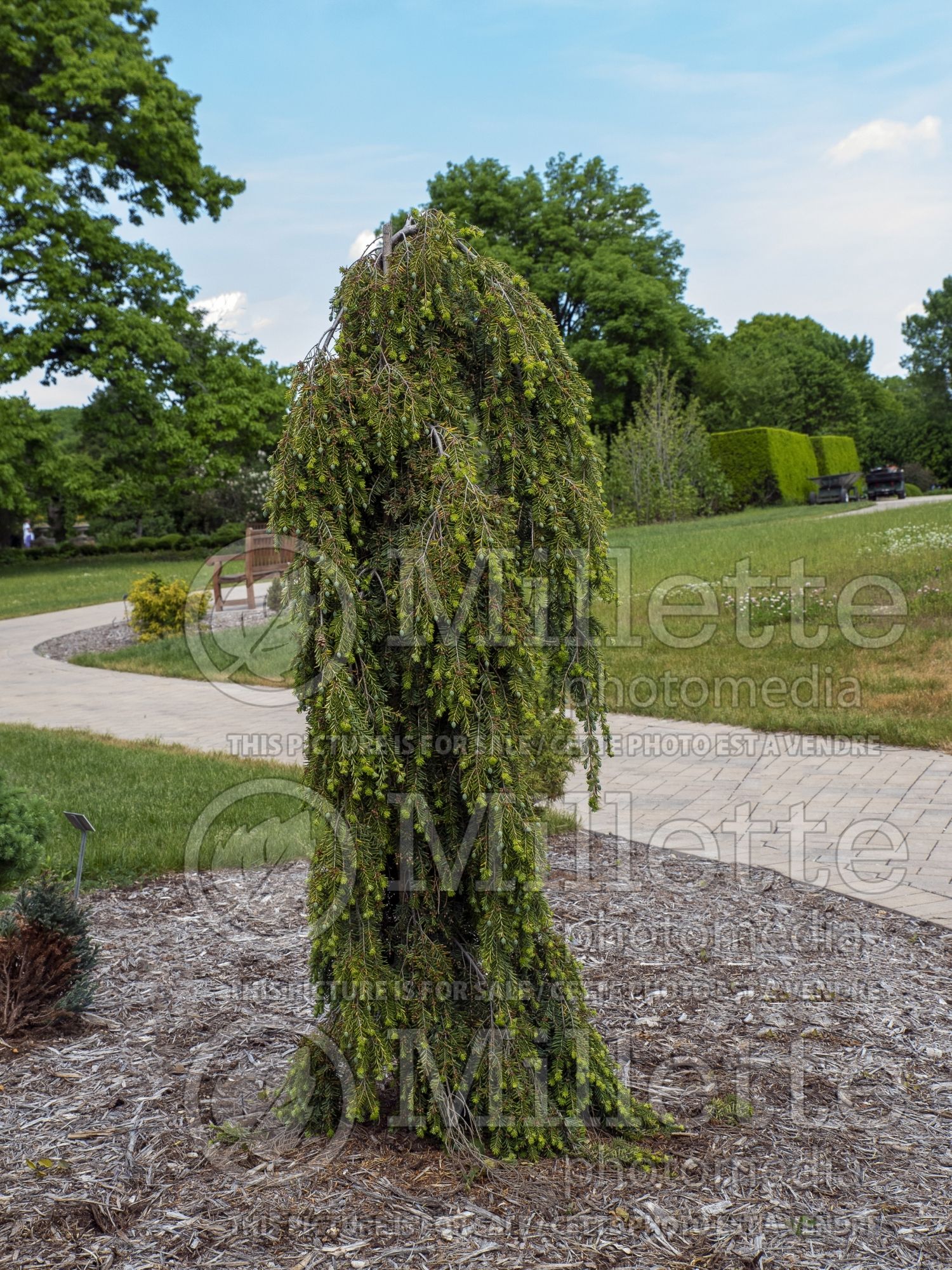Tsuga Kelsey's Weeping Canadian Hemlock conifer) 2
