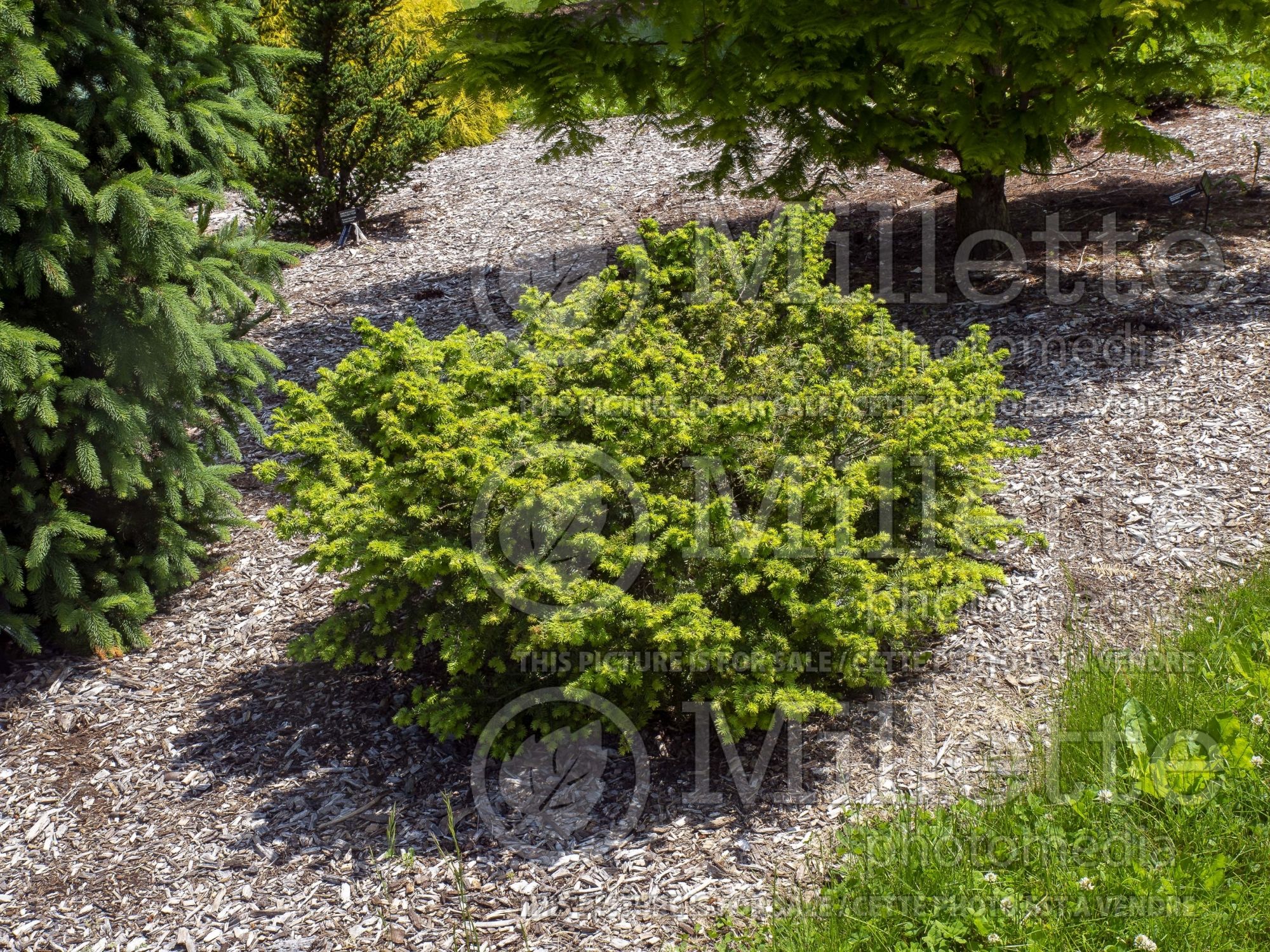 Tsuga Kingsville (Canadian Hemlock Conifer) 1