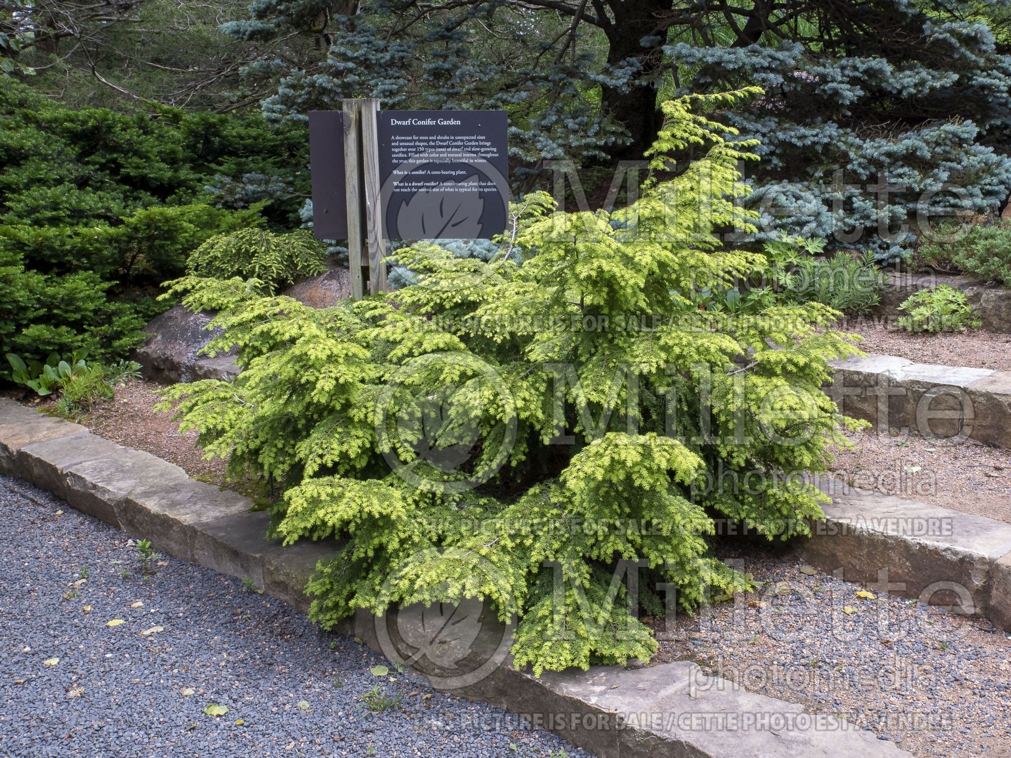 Tsuga Winds Way (Canadian Hemlock Conifer) 1